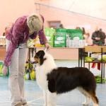 ЕВРАЗИЯ 2014. Lovely-Orange питомник джек рассел терьеров