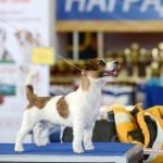 ЕВРАЗИЯ 2014. Lovely-Orange питомник джек рассел терьеров