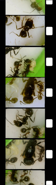 Myrmikeeper. Vasilisa Moiseeva, St. Peterburg, Russia, doc /art & reportage