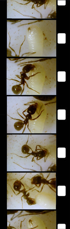 Myrmikeeper. Vasilisa Moiseeva, St. Peterburg, Russia, doc /art & reportage