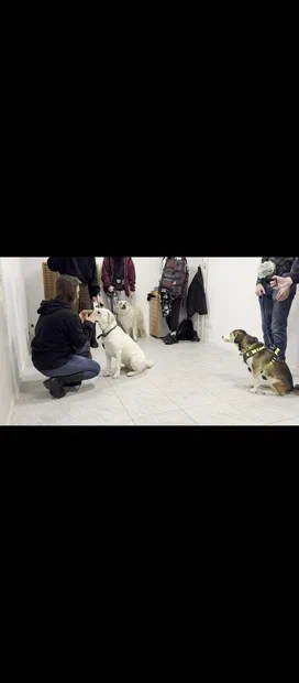 Практические занятия по дрессировке. НРОО КЦ "Собаковод"