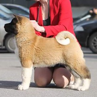 Svargas Orkhan * Орхан. AMERICAN AKITA RUBYLIGHT KENNEL I SHIBA-INU
