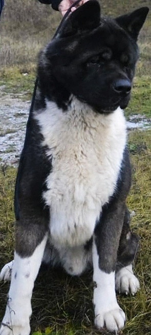 МЭР * Alter Real Merkurу  американская акита рубилайт rubylight акита вязка щенки