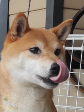 Сиба-ину ZOLOTO PARTII DEVANA GODDESS OF HUNT. Американская акита I Сиба ину I Питомник RUBYLIGHT