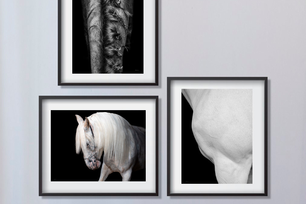 фото для интерьера, отпечаток, авторская фотография, купить отпечаток, купить фотографию, фото лошадей, фото лошади, красивые лошади, принт, цифровой отпечаток