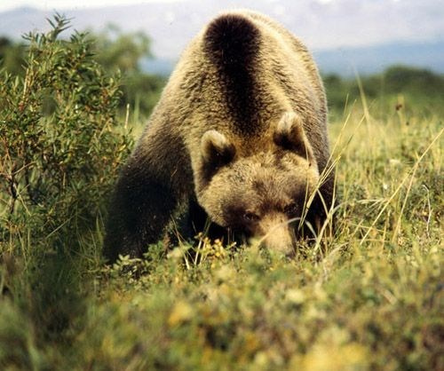 Всадник на коне. ВАДИМ ГИППЕНРЕЙТЕР — ВЕЛИКИЙ ФОТОГРАФ ЗЕМЛИ РУССКОЙ