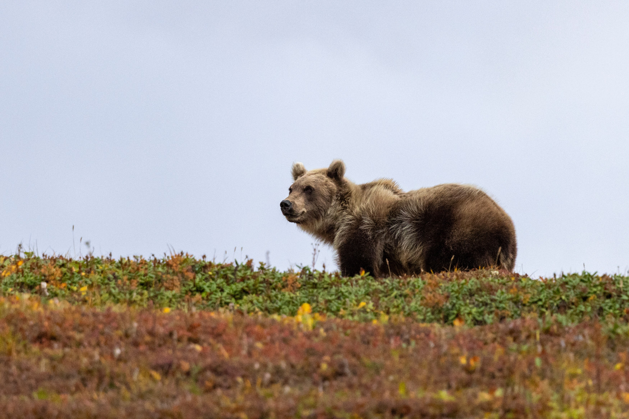 Дачные горячие источники — то, как зарождалась Земля. Время Камчатки: чтобы найти свой путь, нужно скорость умножить на время