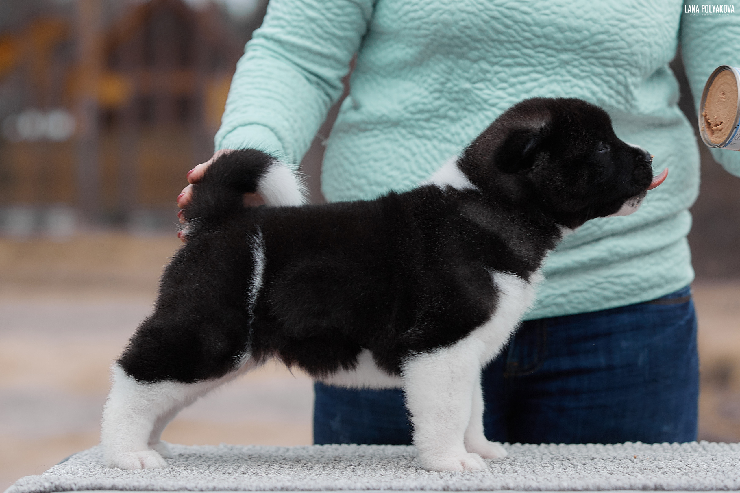 FIRST STANDING PUPPIES LITTER "C". AMERICAN AKITA RUBYLIGHT KENNEL I SHIBA-INU