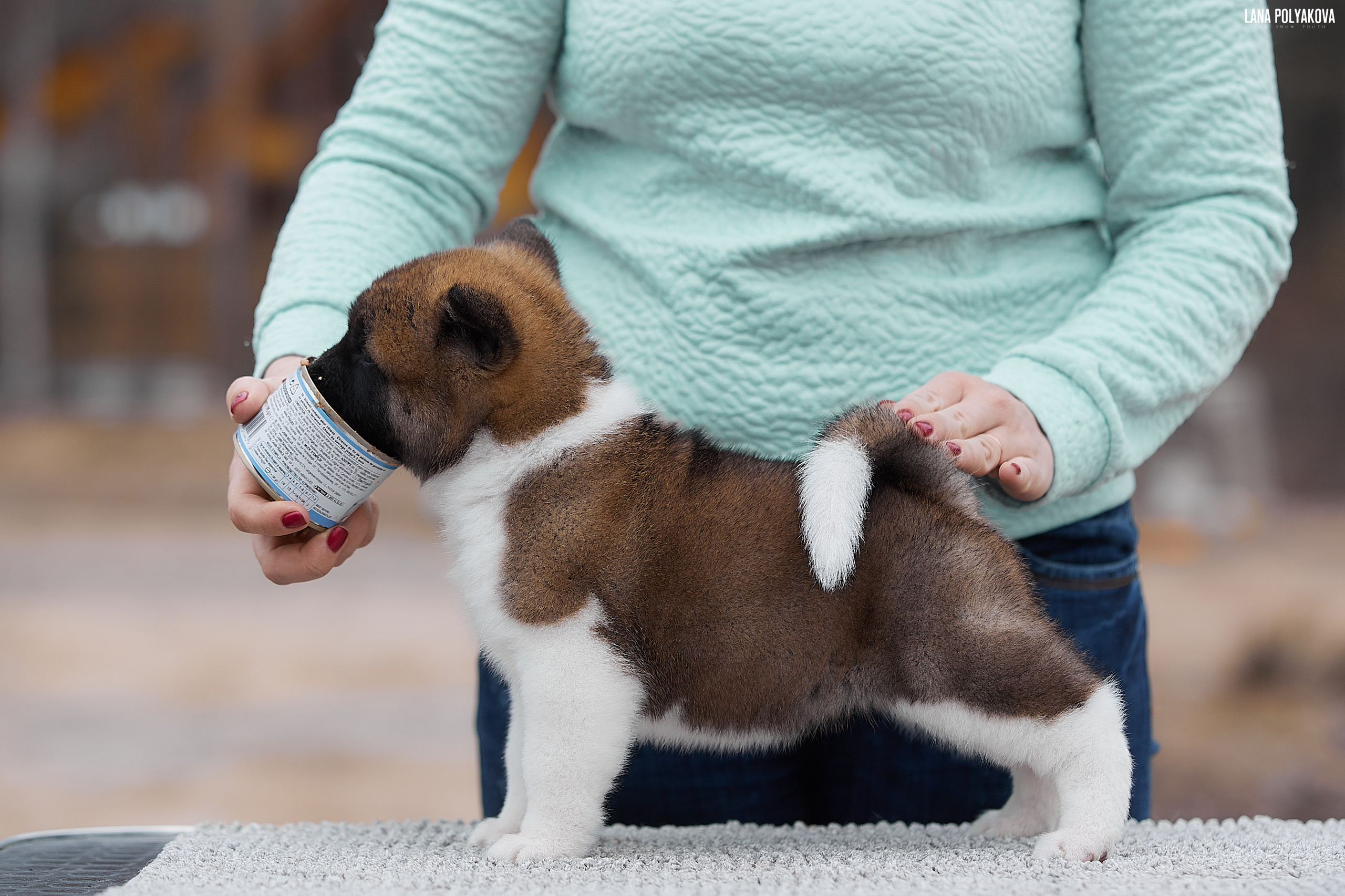 FIRST STANDING PUPPIES LITTER "C". AMERICAN AKITA RUBYLIGHT KENNEL I SHIBA-INU