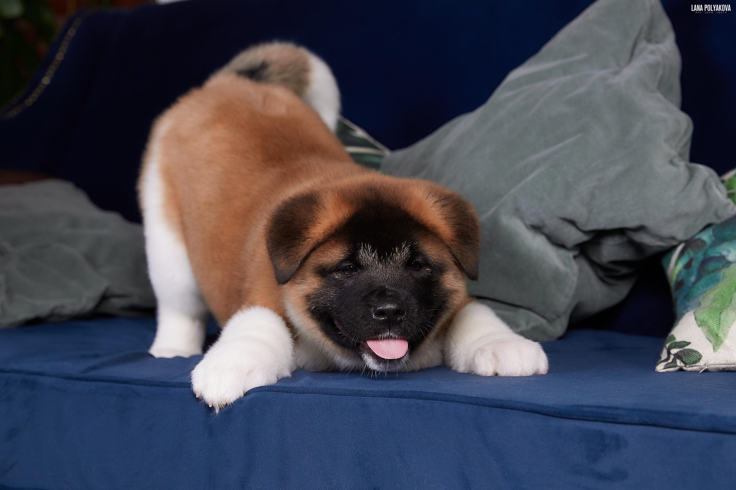 PHOTOSHOOT PUPPIES AMERICAN AKITA. LITTER "B". AMERICAN AKITA RUBYLIGHT KENNEL I SHIBA-INU