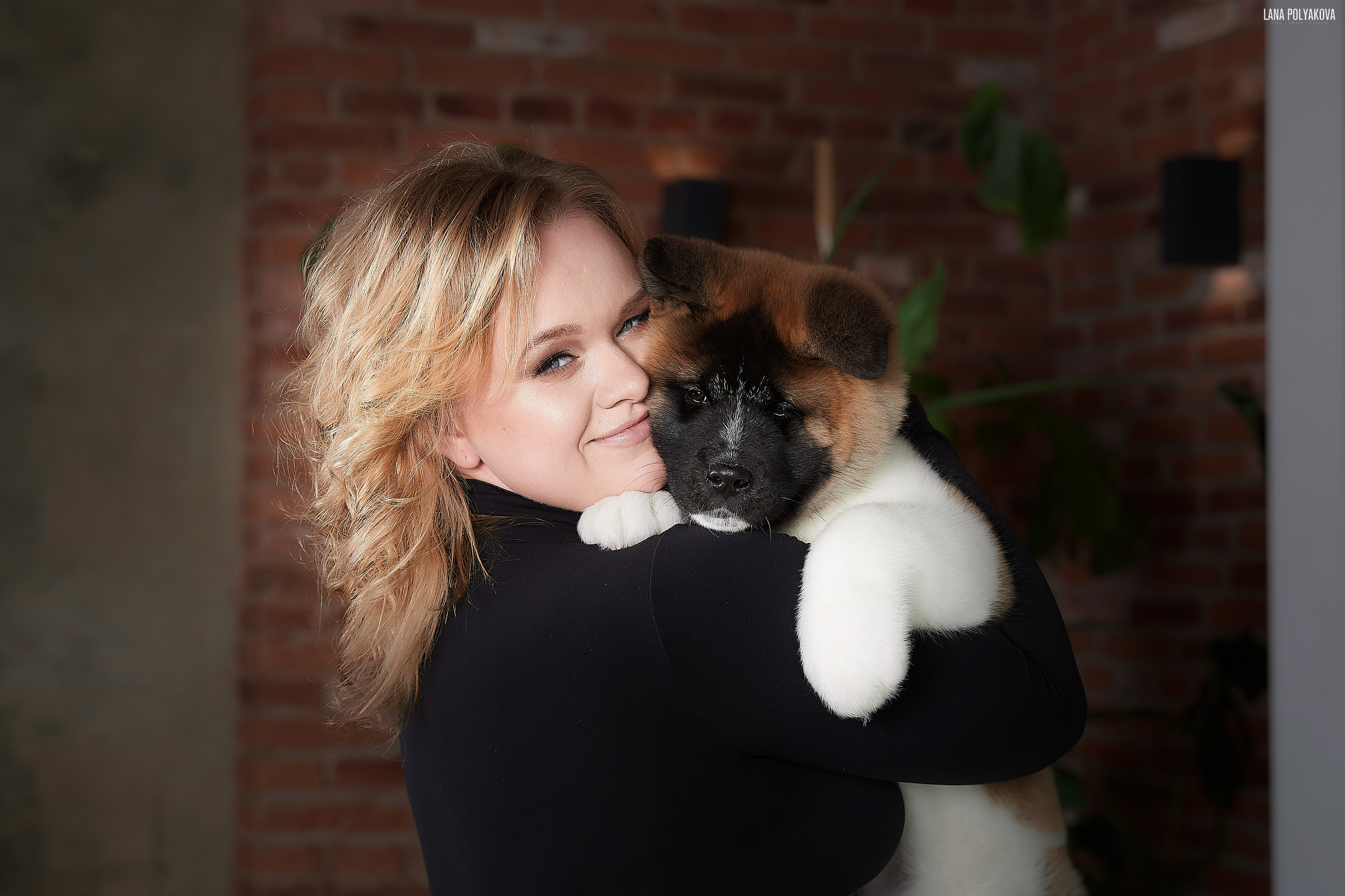 PHOTOSHOOT PUPPIES AMERICAN AKITA. LITTER "B". AMERICAN AKITA RUBYLIGHT KENNEL I SHIBA-INU