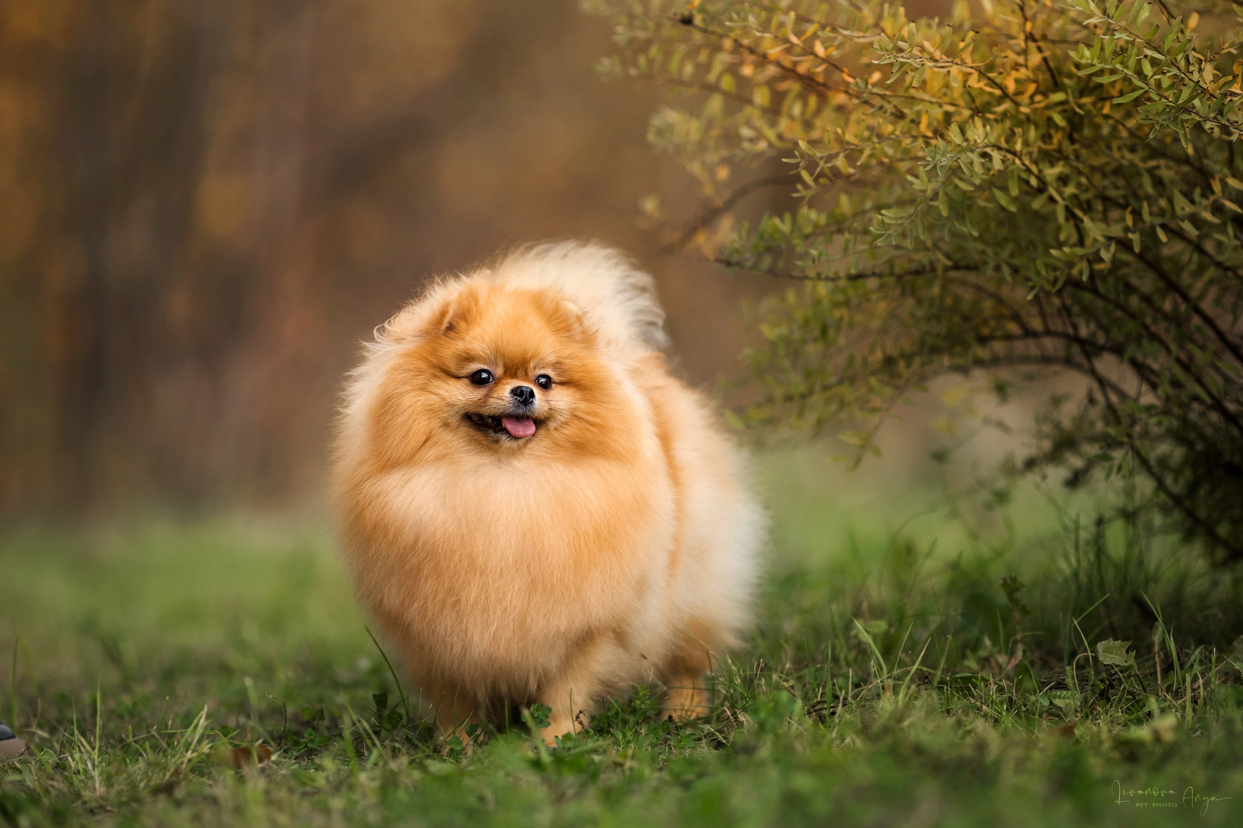 Услуги. Фотограф анималист Аня Ливанова | Рыбинск