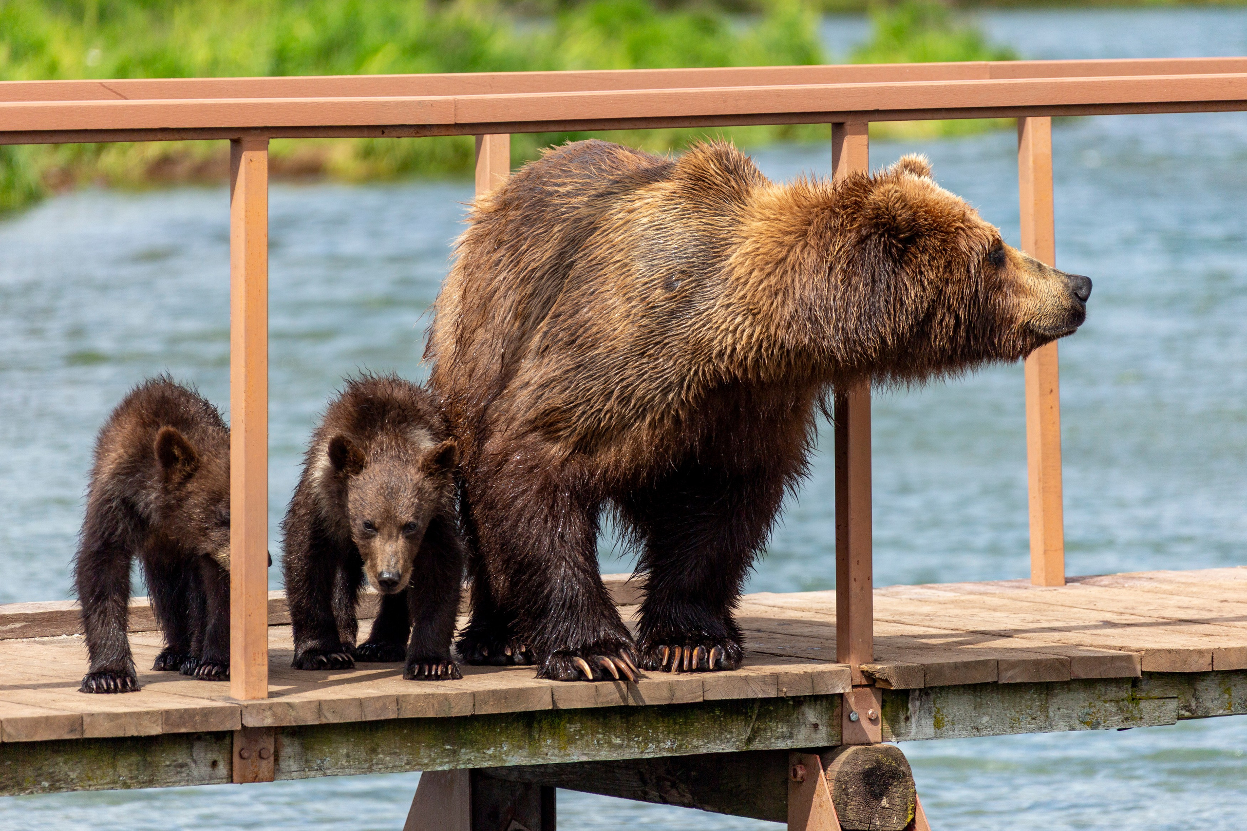Фототур на Курильское озеро — медведи, нерест лососей и вулканы. Время Камчатки: чтобы найти свой путь, нужно скорость умножить на время