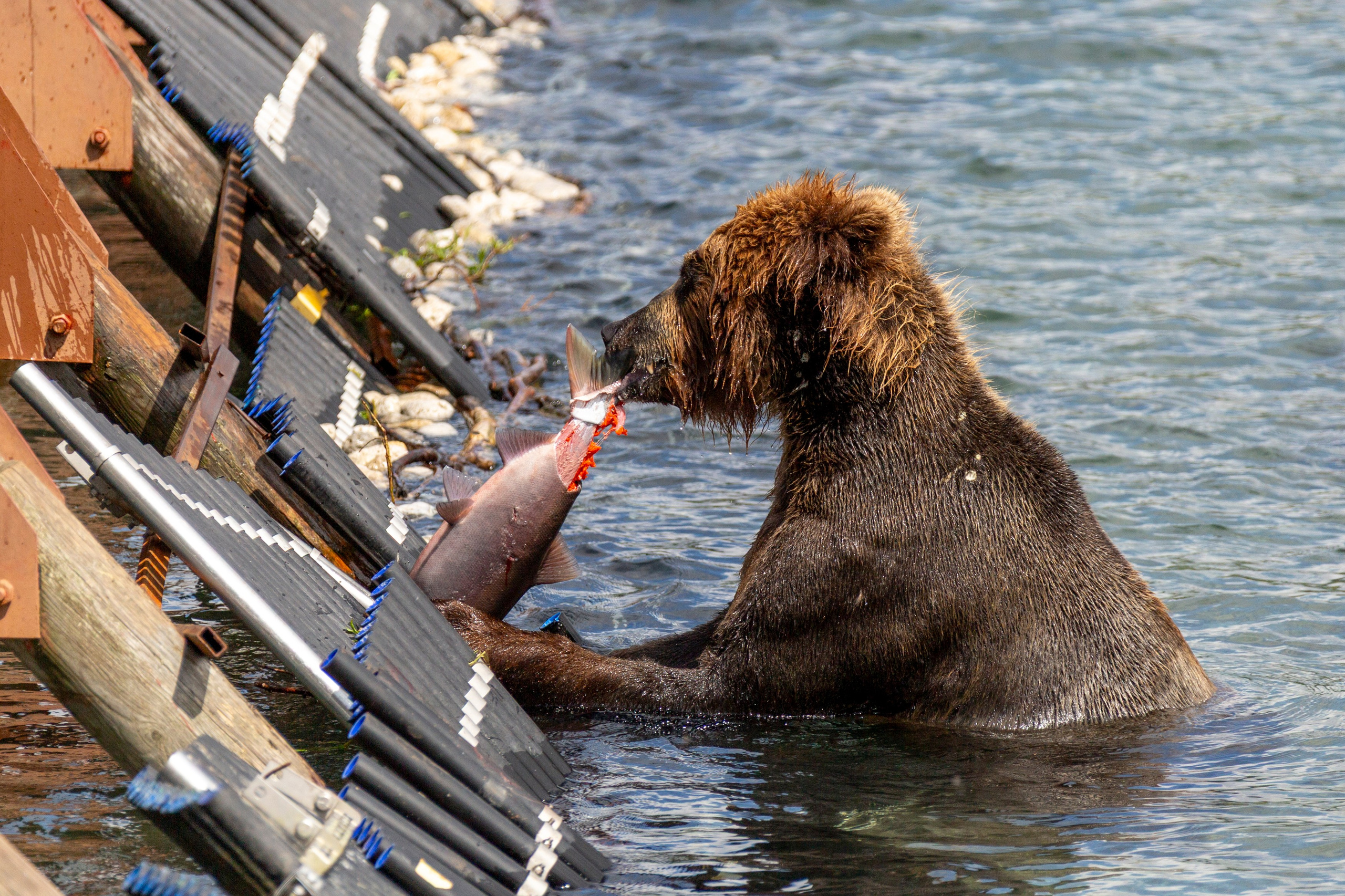 Вертолётные туры по Камчатке — лучшие локации за один день. Время Камчатки: чтобы найти свой путь, нужно скорость умножить на время