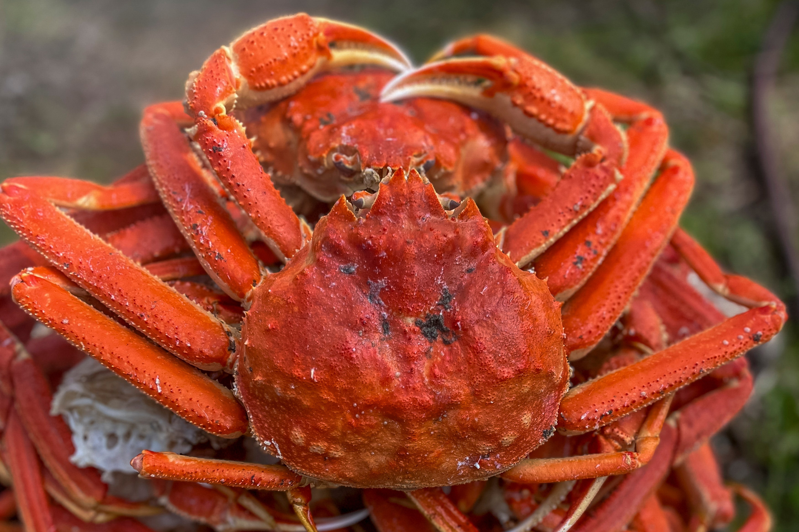 Крабовое сафари. Время Камчатки: чтобы найти свой путь, нужно скорость умножить на время