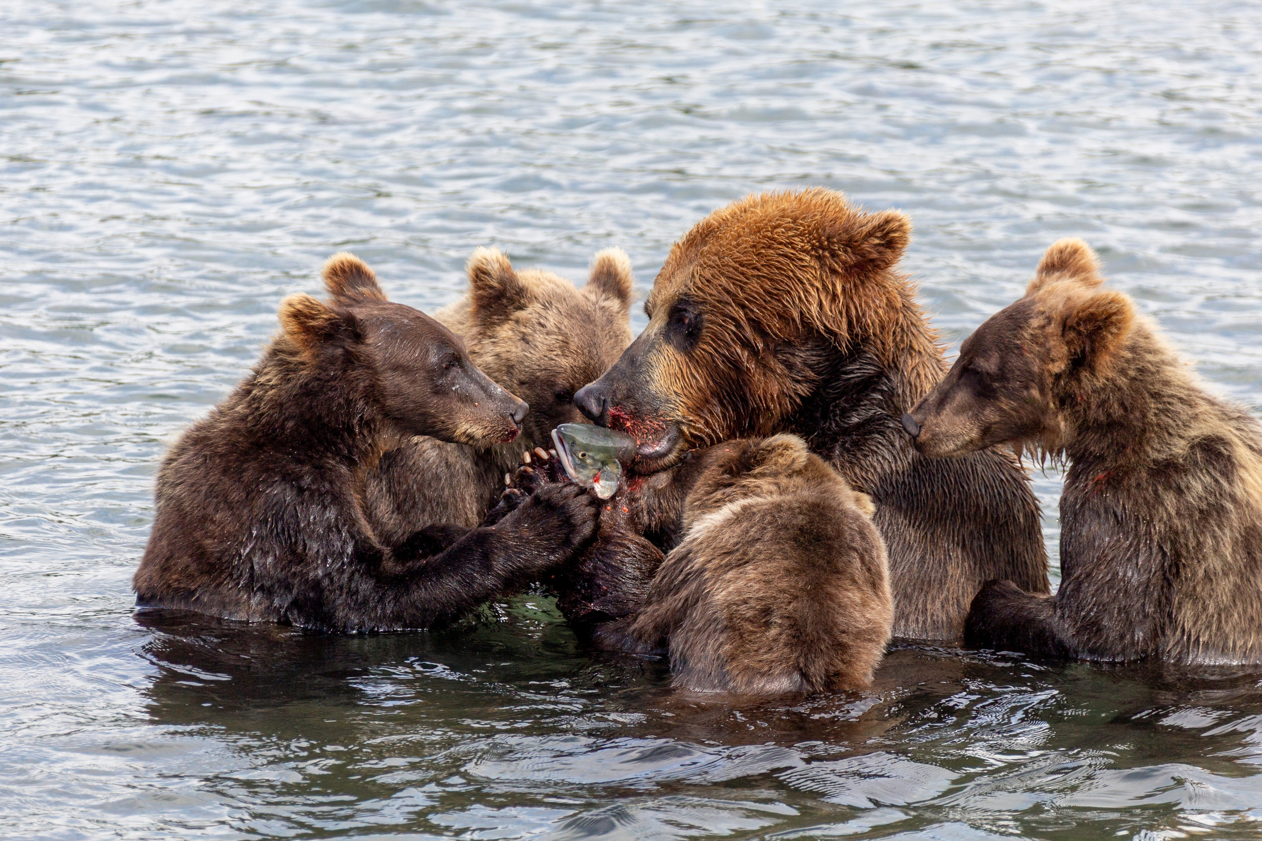 Курильское озеро — тур на 5 дней к медведям и вулканам. Время Камчатки: чтобы найти свой путь, нужно скорость умножить на время