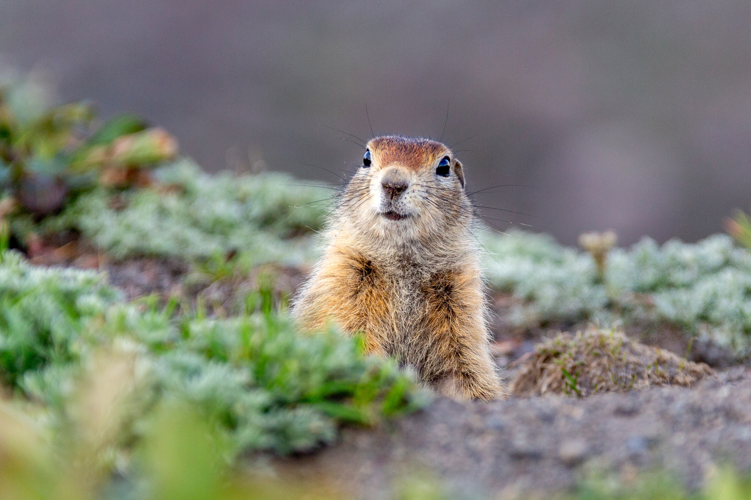 Гора Верблюд и Халактырский пляж — вулканические ландшафты и чёрный песок. Время Камчатки: чтобы найти свой путь, нужно скорость умножить на время