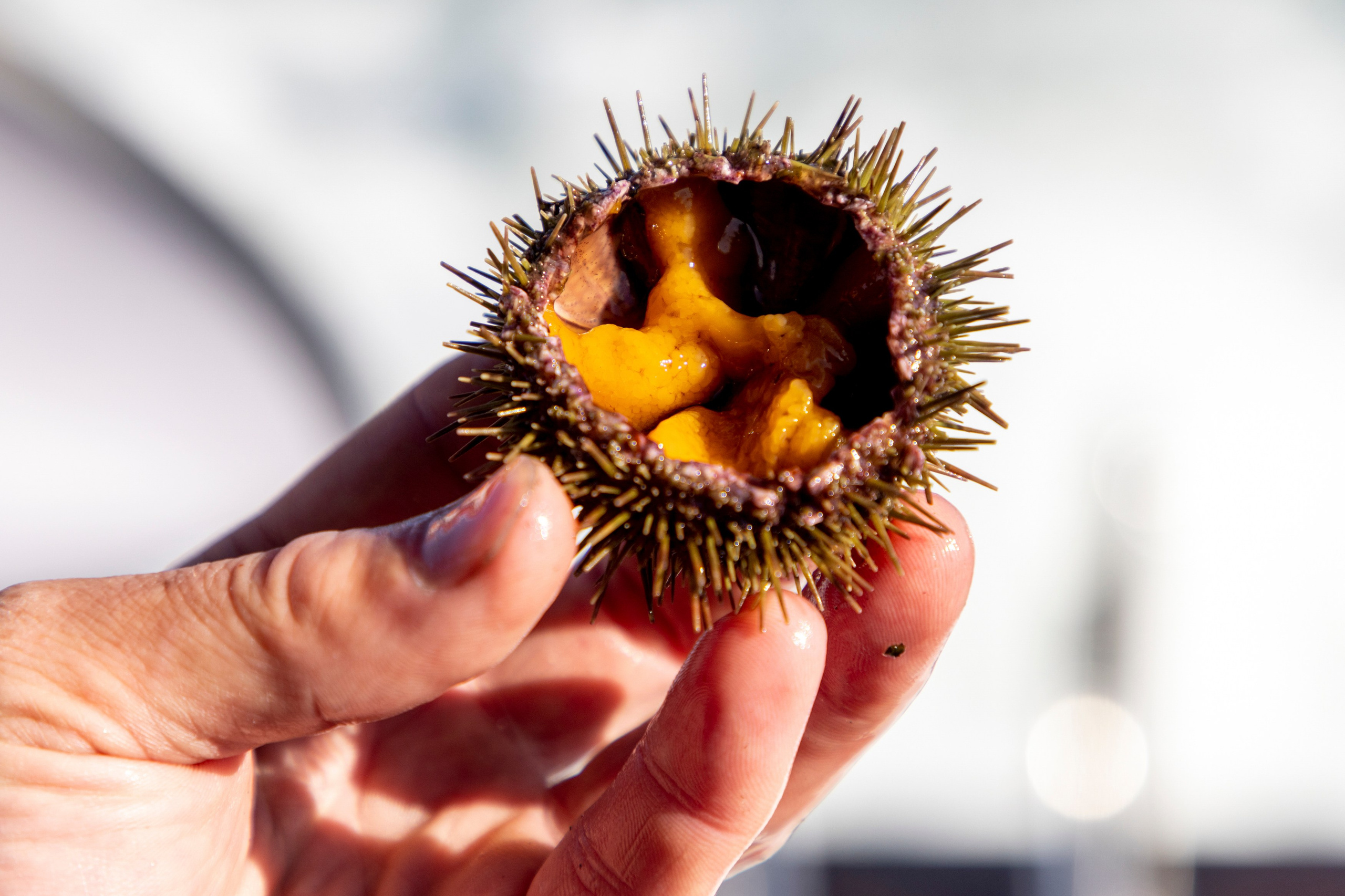 Русская бухта — дикая природа и морские маршруты Камчатки. Время Камчатки: чтобы найти свой путь, нужно скорость умножить на время