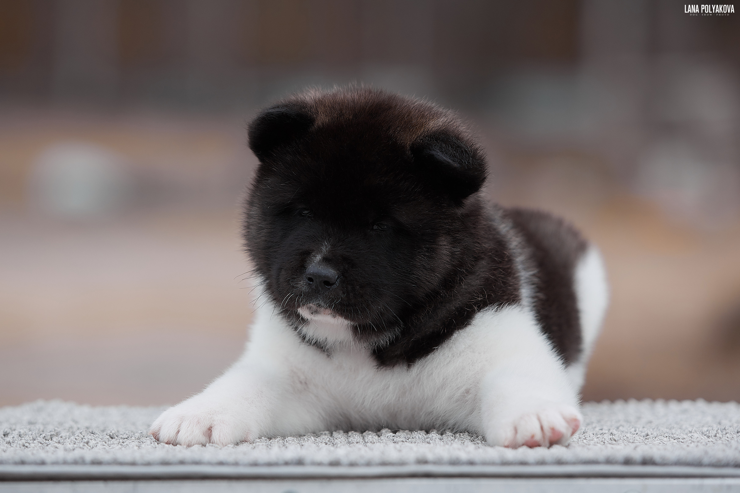 Новости питомника RUBYLIGHT, американская акита и сиба-ину. Американская акита I Сиба ину I Питомник RUBYLIGHT