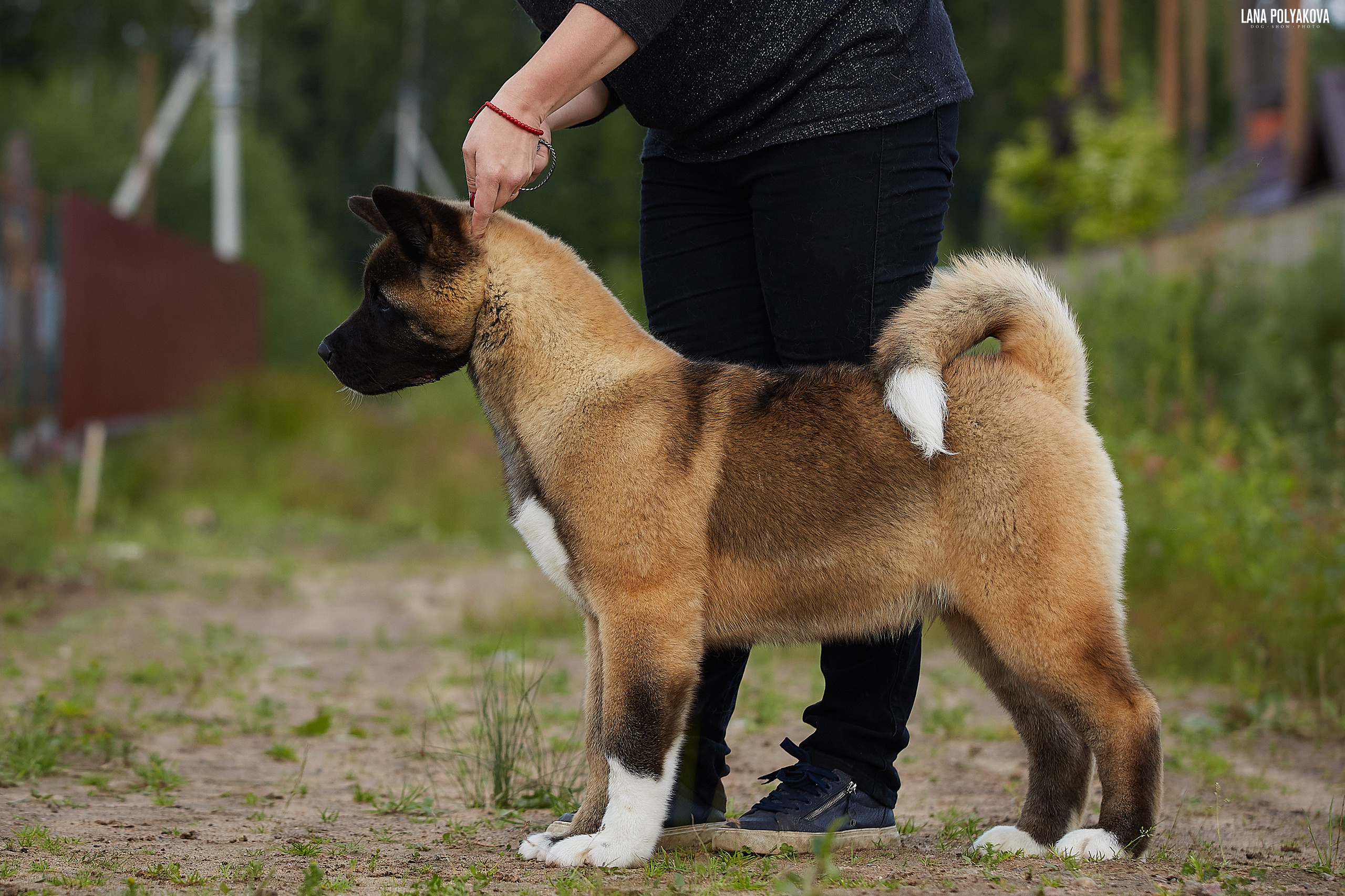 FREE AMERICAN AKITA PUPPIES. AMERICAN AKITA RUBYLIGHT KENNEL I SHIBA-INU
