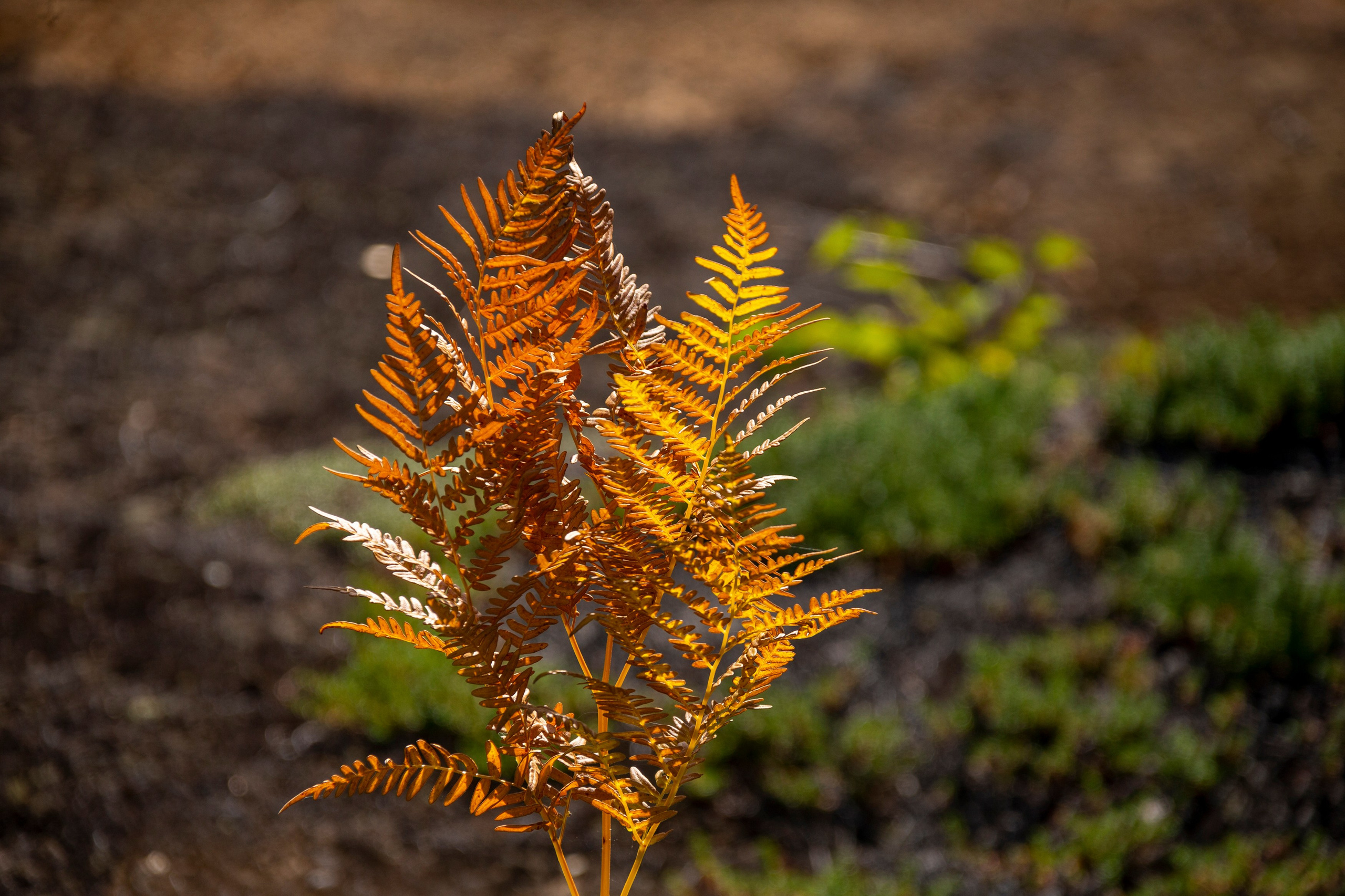 Блог Время Камчатки — истории, советы, маршруты. Время Камчатки: чтобы найти свой путь, нужно скорость умножить на время
