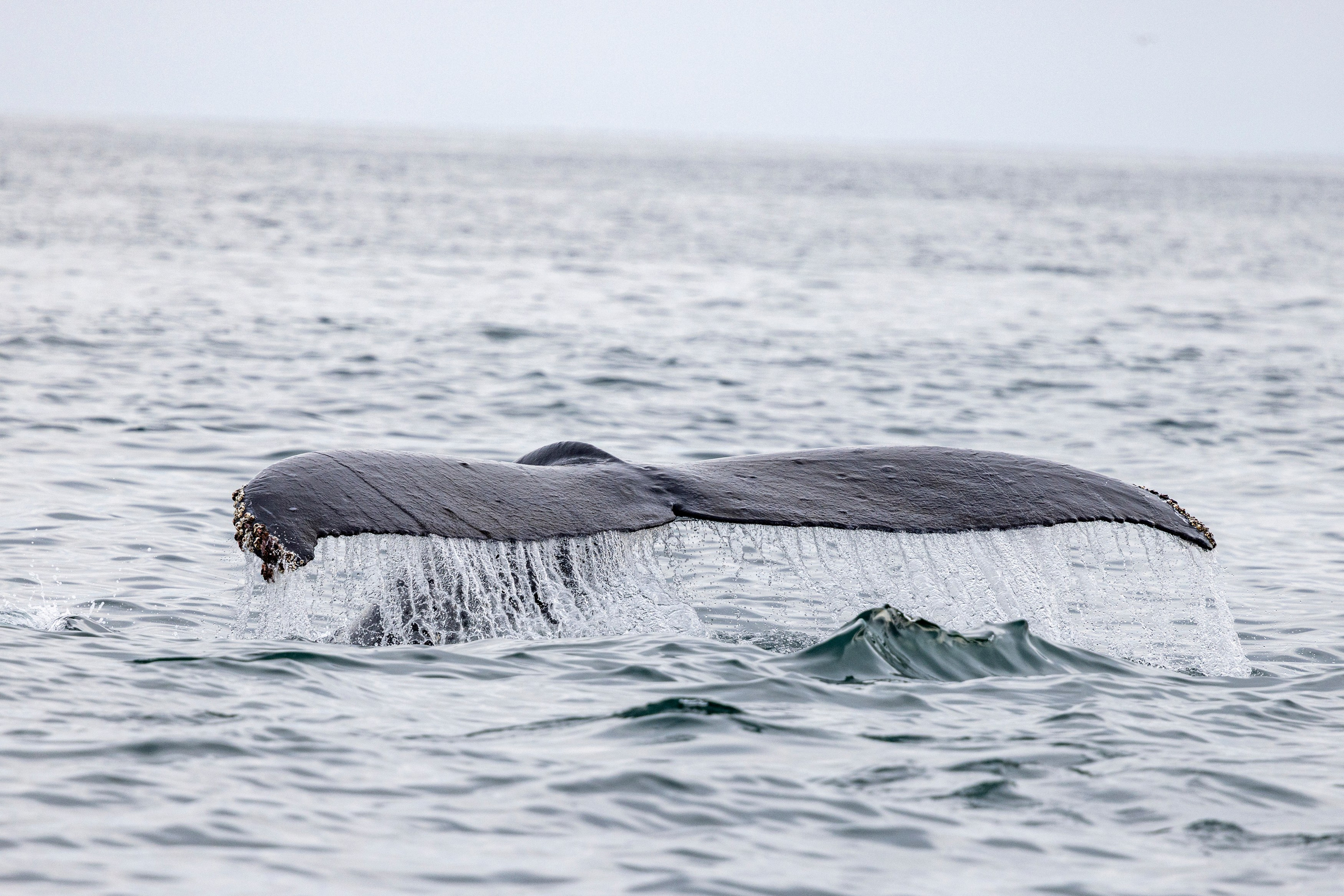 Русская бухта — дикая природа и морские маршруты Камчатки. Время Камчатки: чтобы найти свой путь, нужно скорость умножить на время