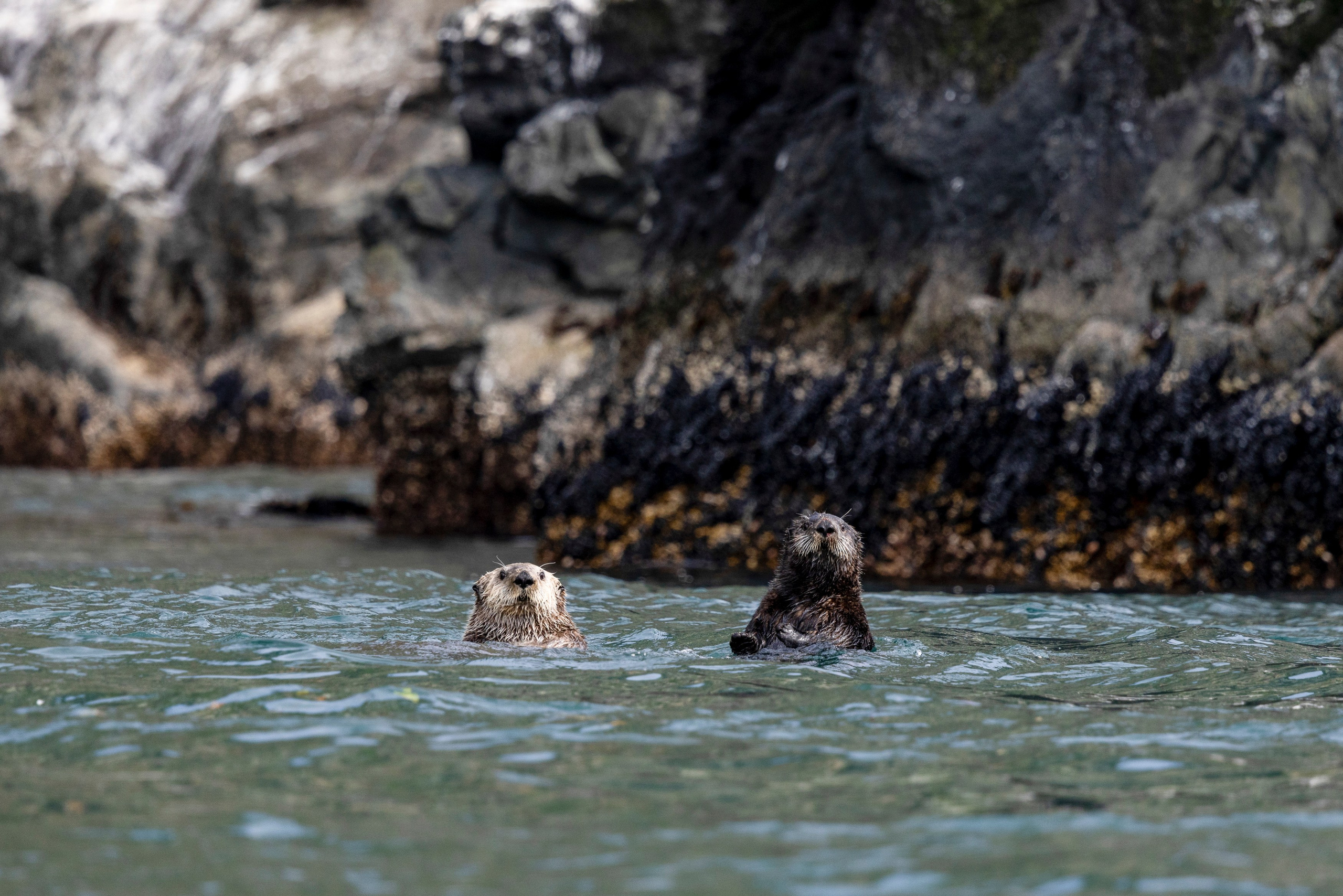 Русская бухта — дикая природа и морские маршруты Камчатки. Время Камчатки: чтобы найти свой путь, нужно скорость умножить на время