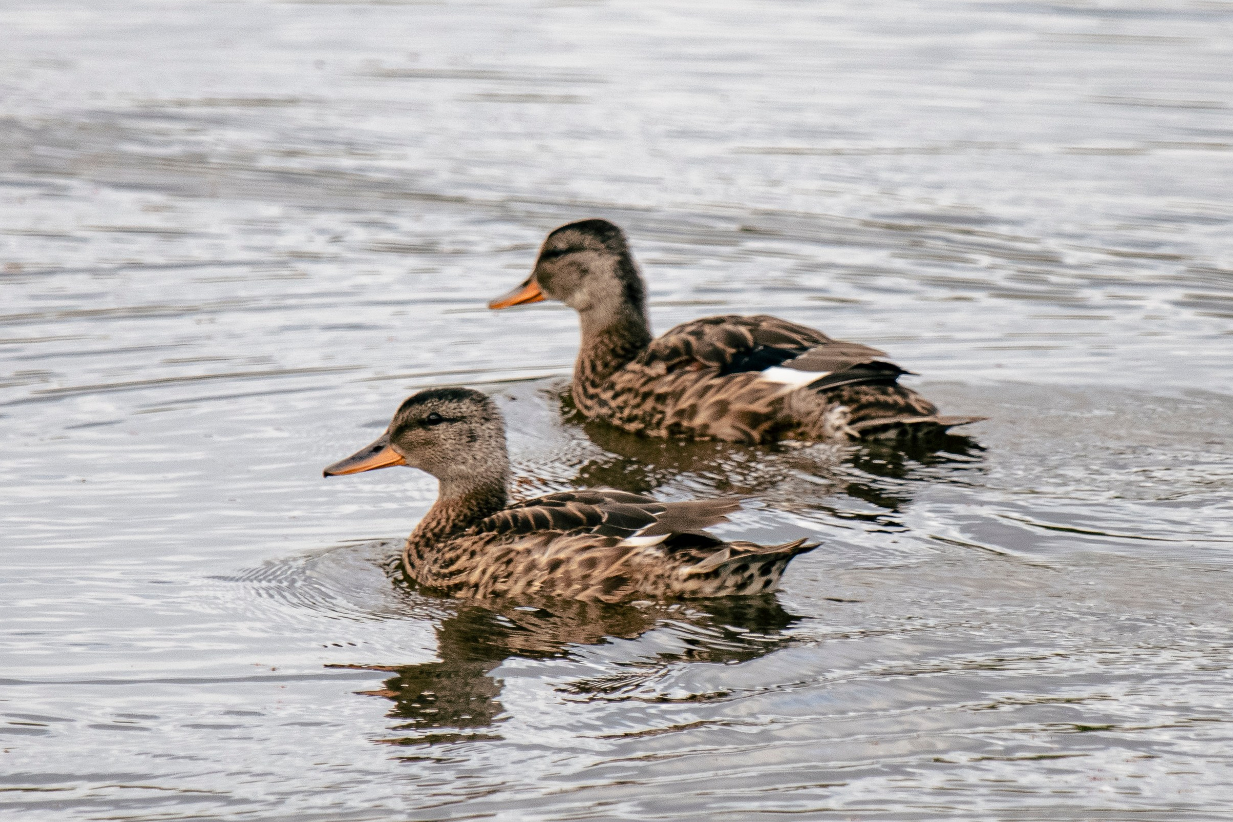 Фотоохота. Фотографии Лены Соколовой