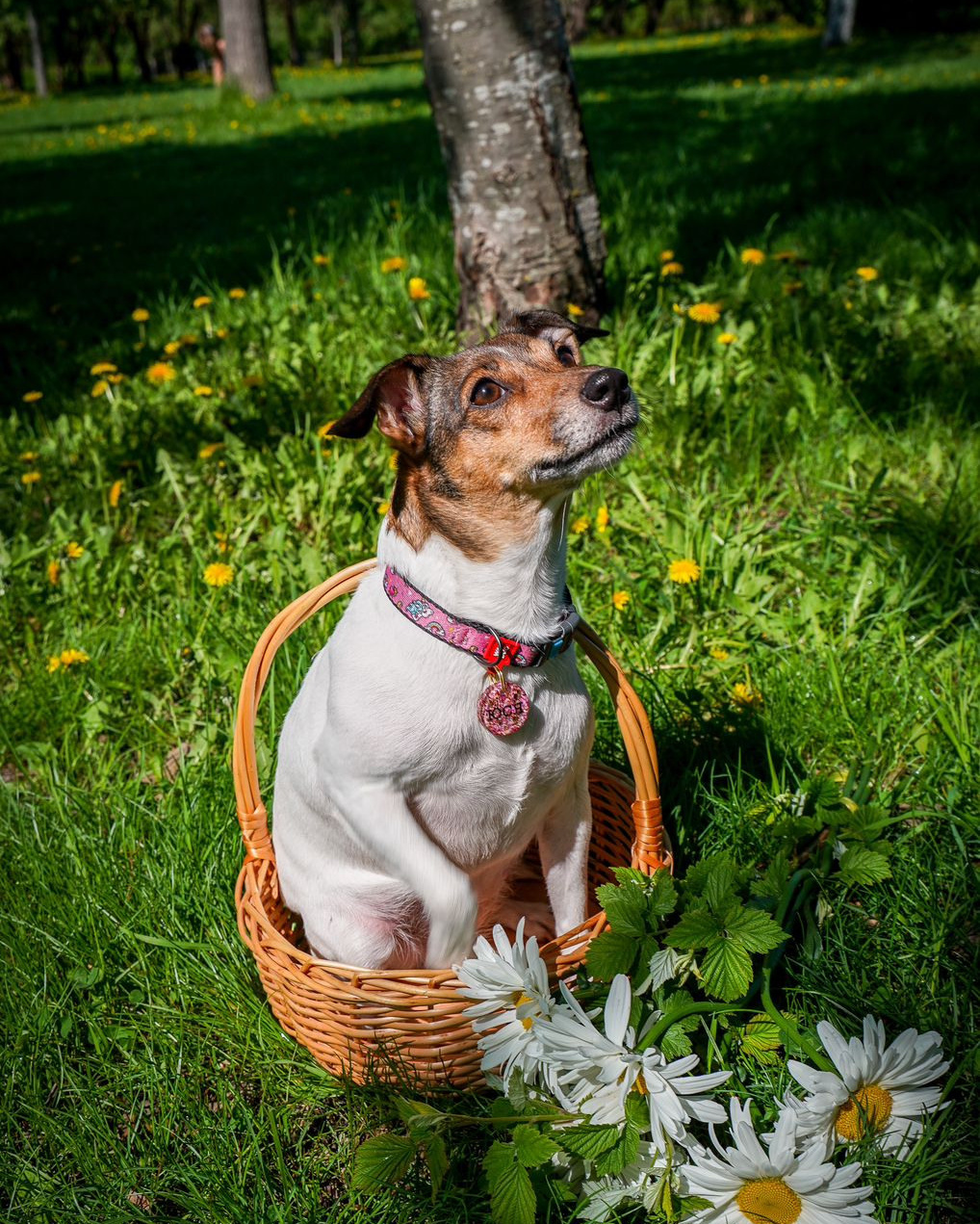 Фотосессия с питомцем