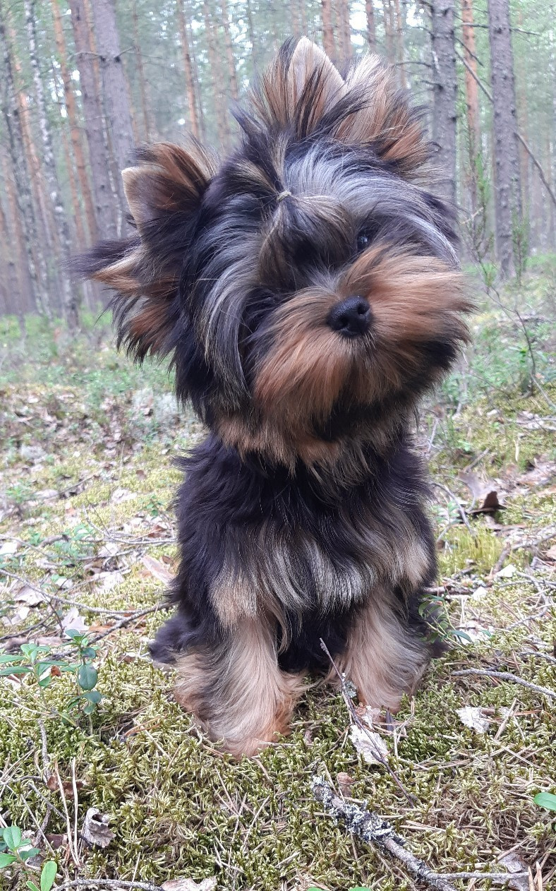 Дэнстайл Пиф. Питомник Йоркширских терьеров Дэнстайл в Санкт-Петербурге заводчик Тих