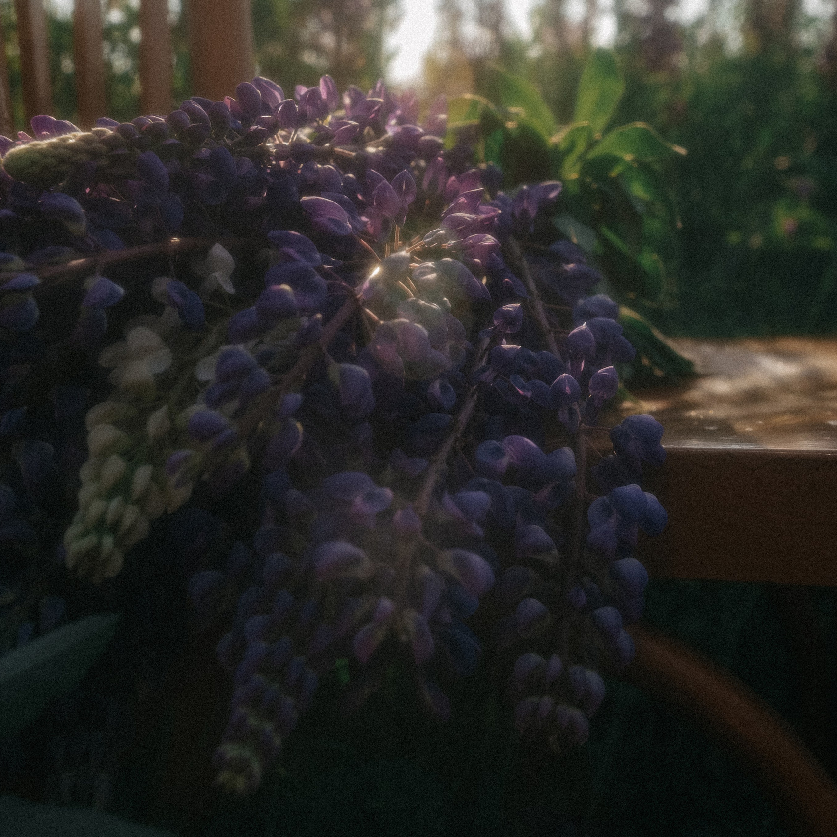 Фотосессия в люпиновом поле. Свадебный и семейный фотограф Виктория Носачёва. Щелково, Москва и МО