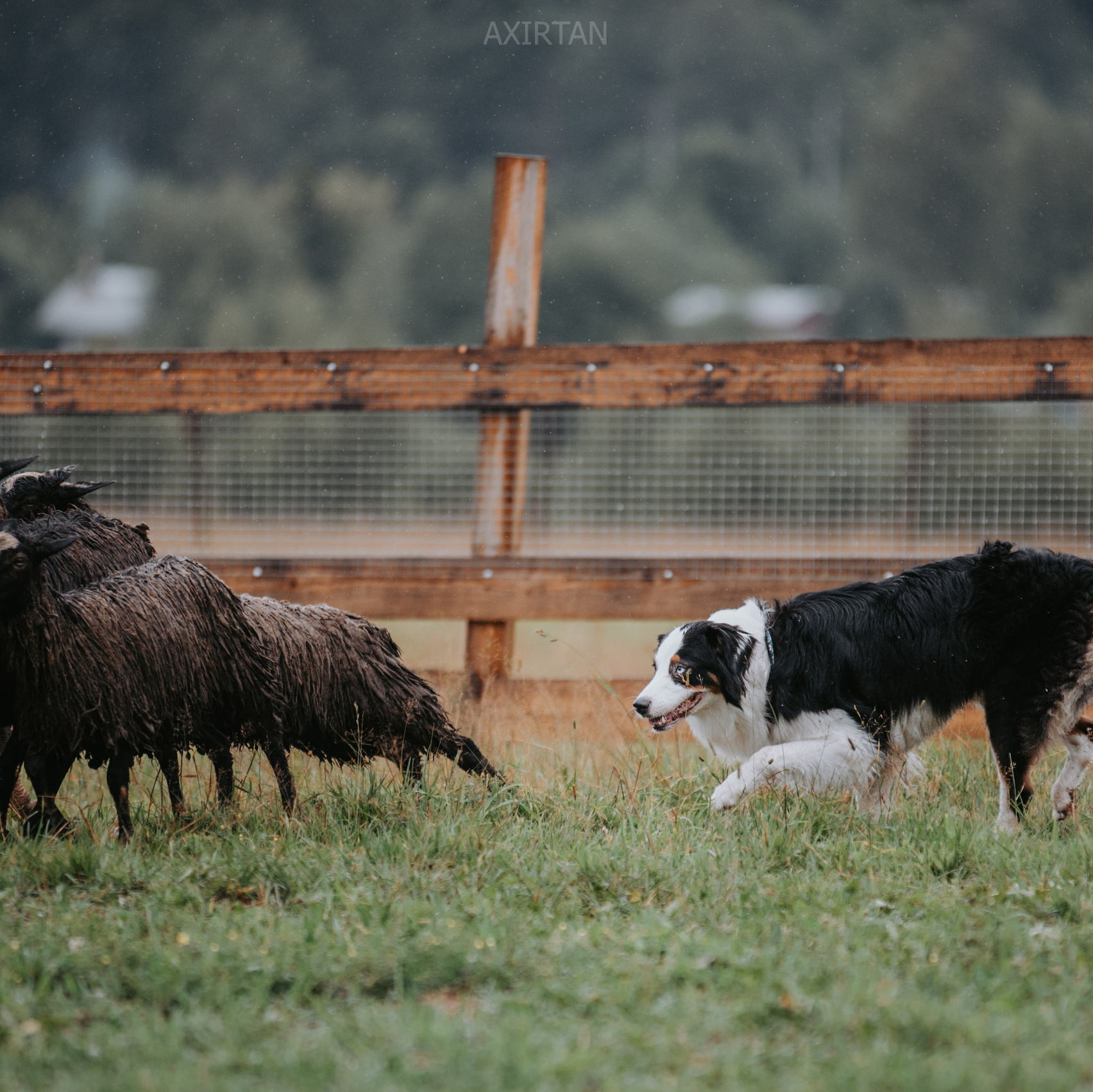 BLGKV питомник собак