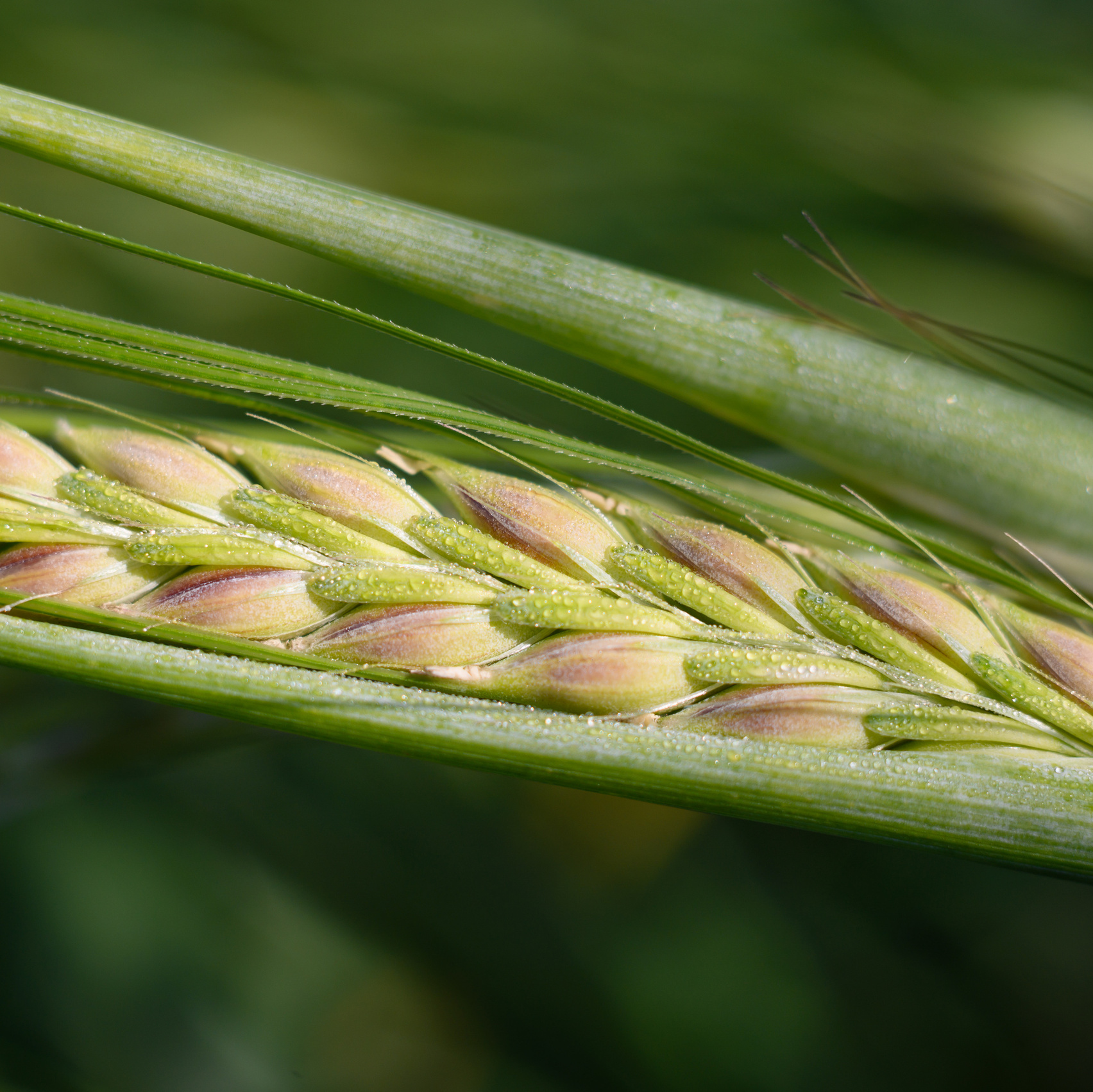 Профессиональный фотограф Вячеслав Плацында | Липецк |