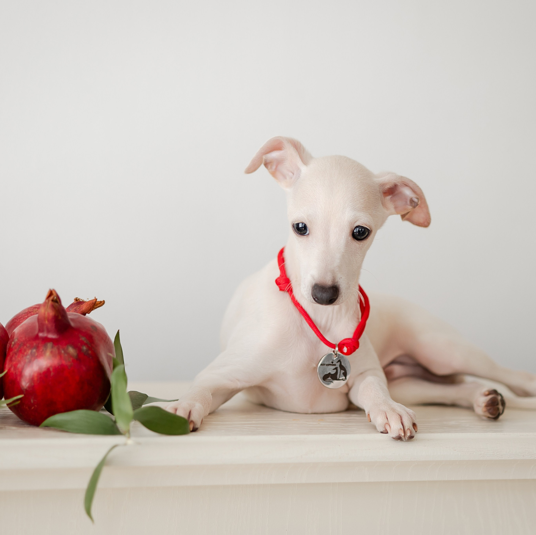 Welcome. Профессиональный питомник левреток РКФ/FCI ASTI SAPPHIRE 💎 Сочи|Санкт-Петербург