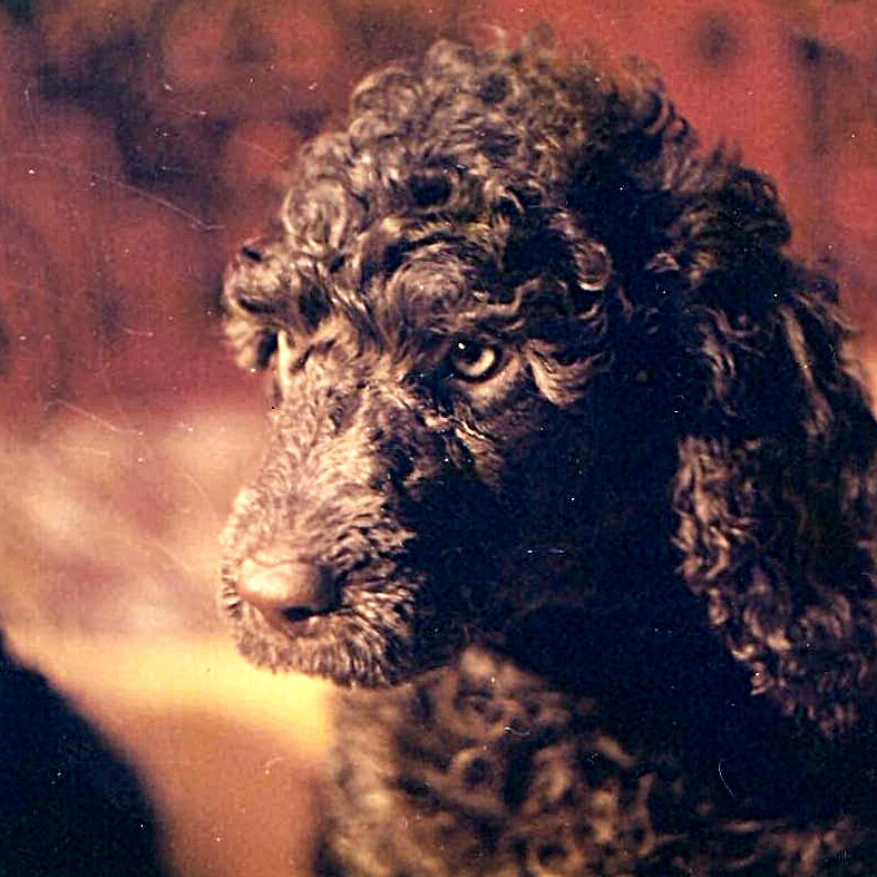 Щенки в питомнике. Питомник Больших Пуделей «Мое Соло»