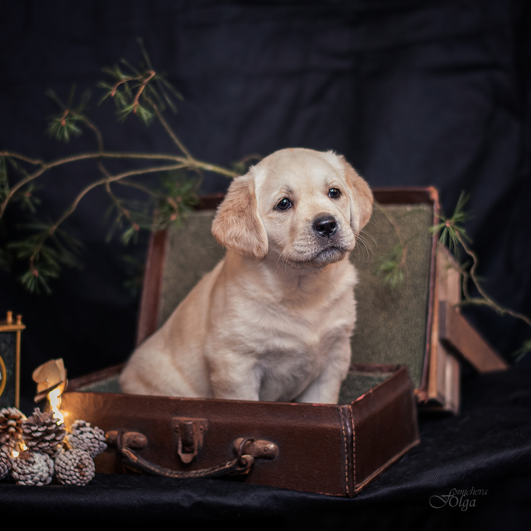 Фотограф-анималист Ольга Фомичева