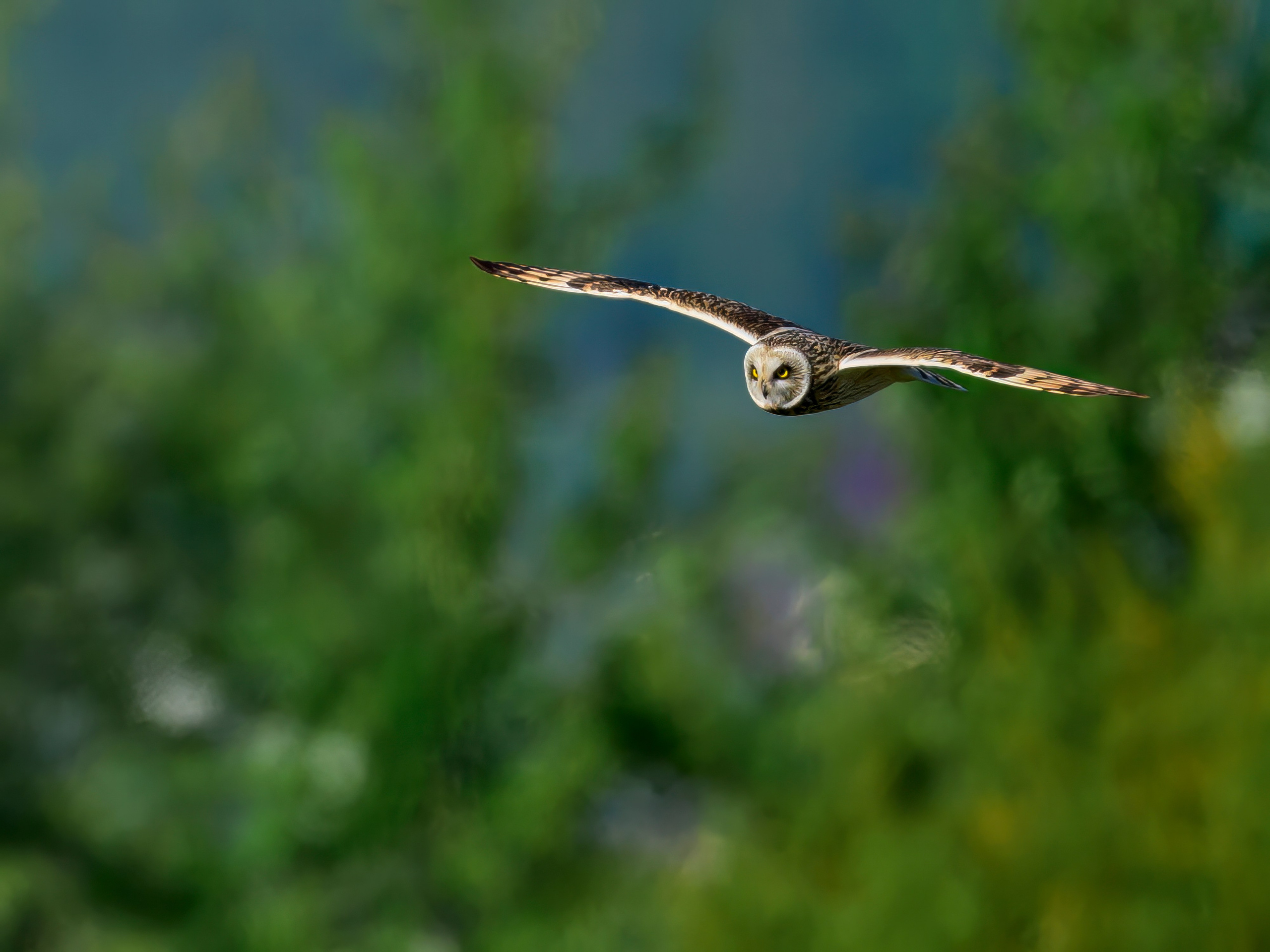 Лебеди, совы и лунь. Фотограф Сергей Пупонин