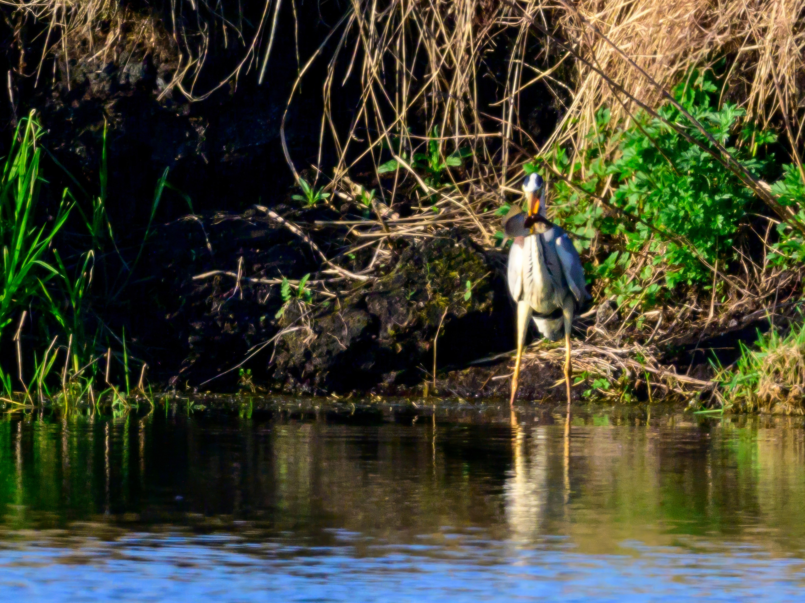 Цапли и совы. Фотограф Сергей Пупонин
