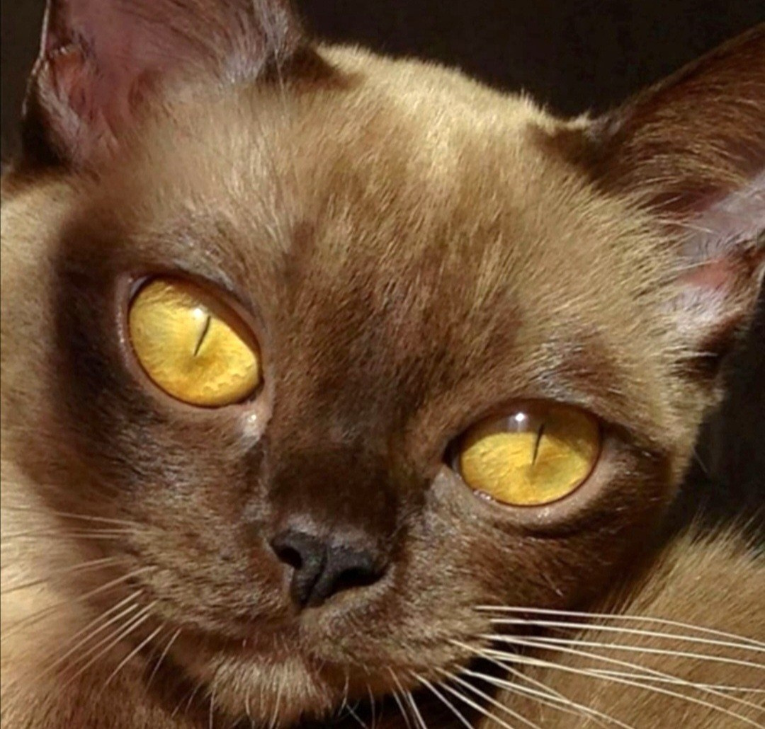 Котёнок американской бурмы. Las Burmas — питомник американской бурмы традиционных линий