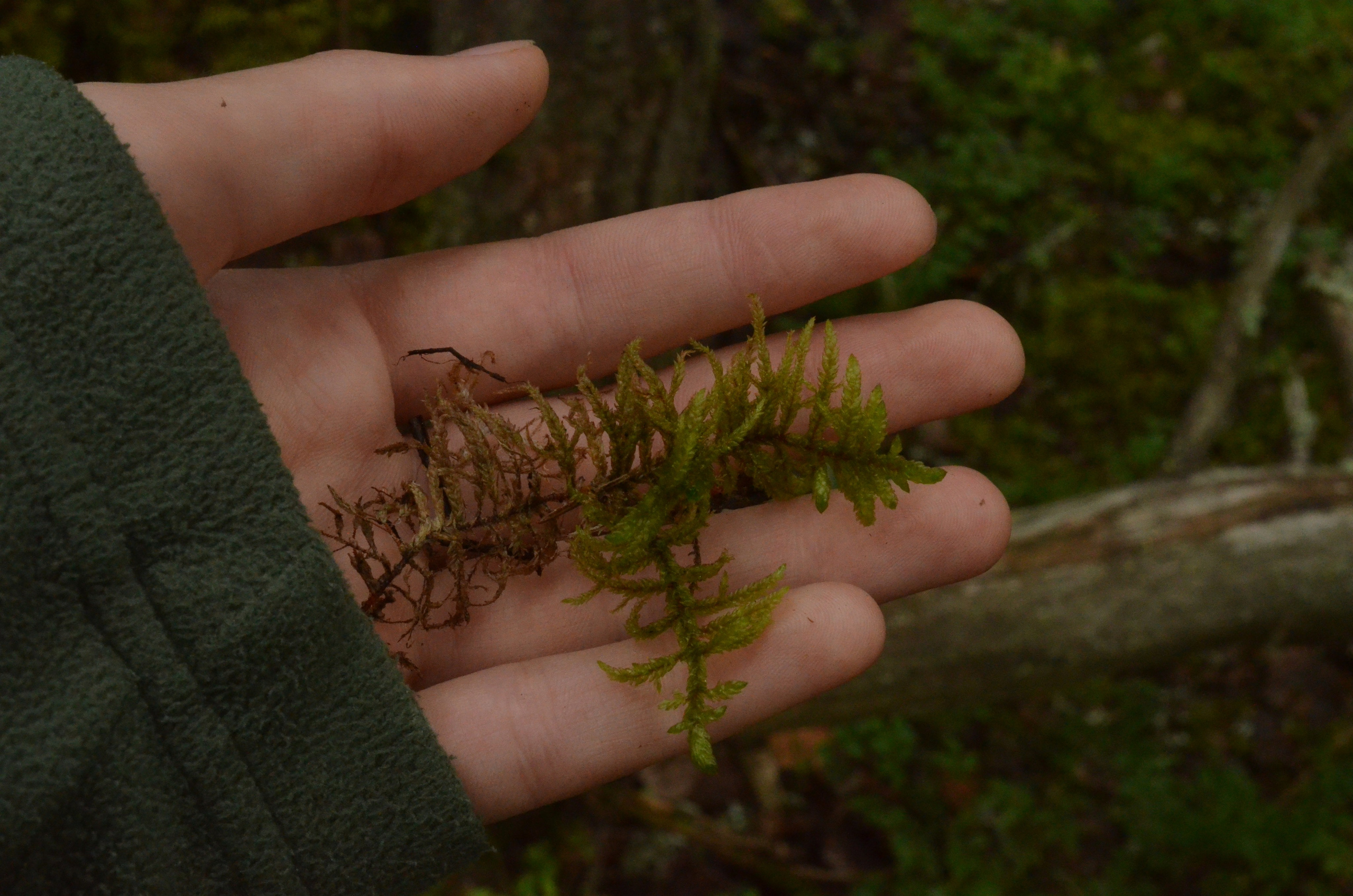 Обо мне. Фотограф СПб | Лесная фотосессия
