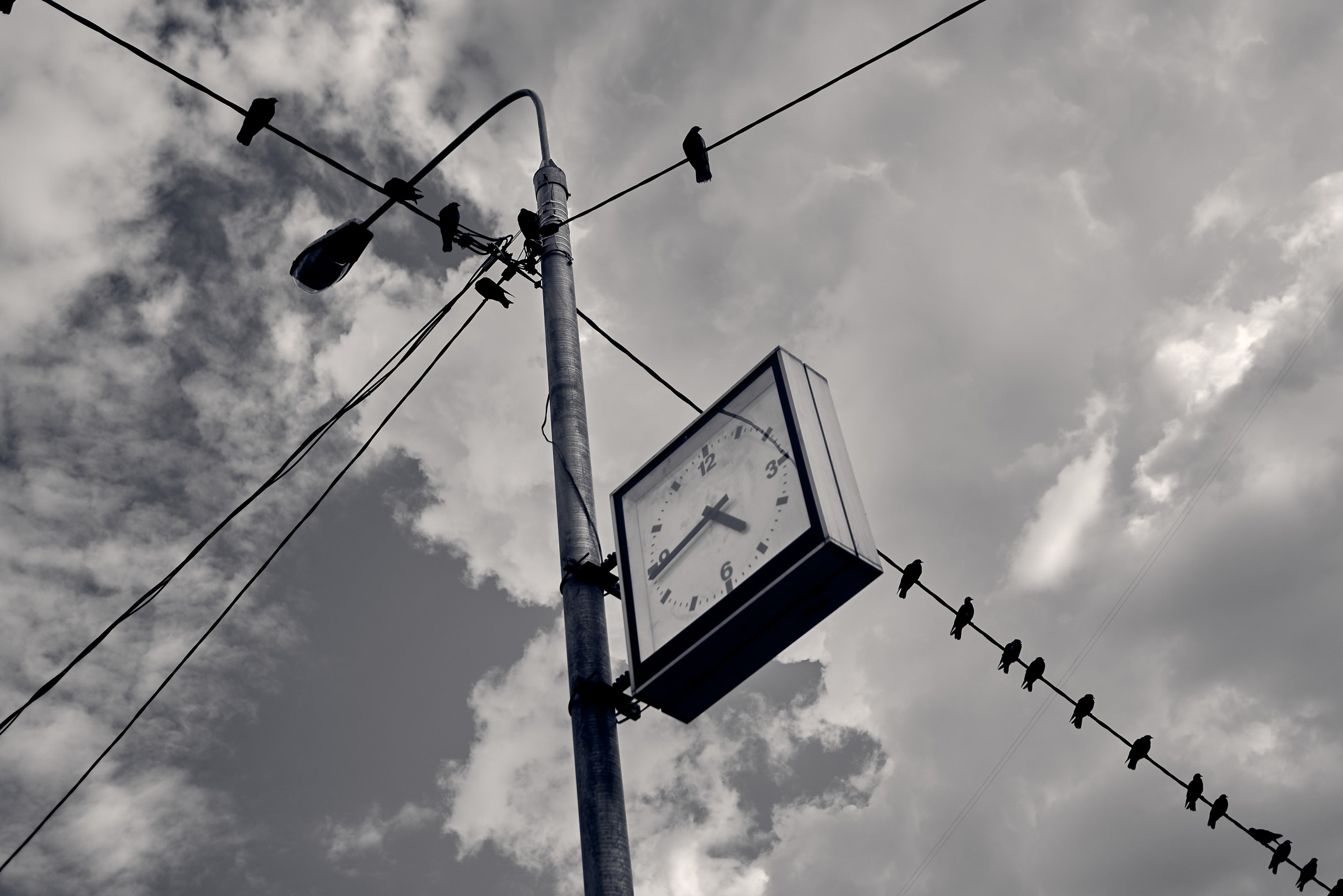 Pigeons on electric wires on a Moscow street. POV: #streetphotography #nikond750 #28mm #djiosmoaction4