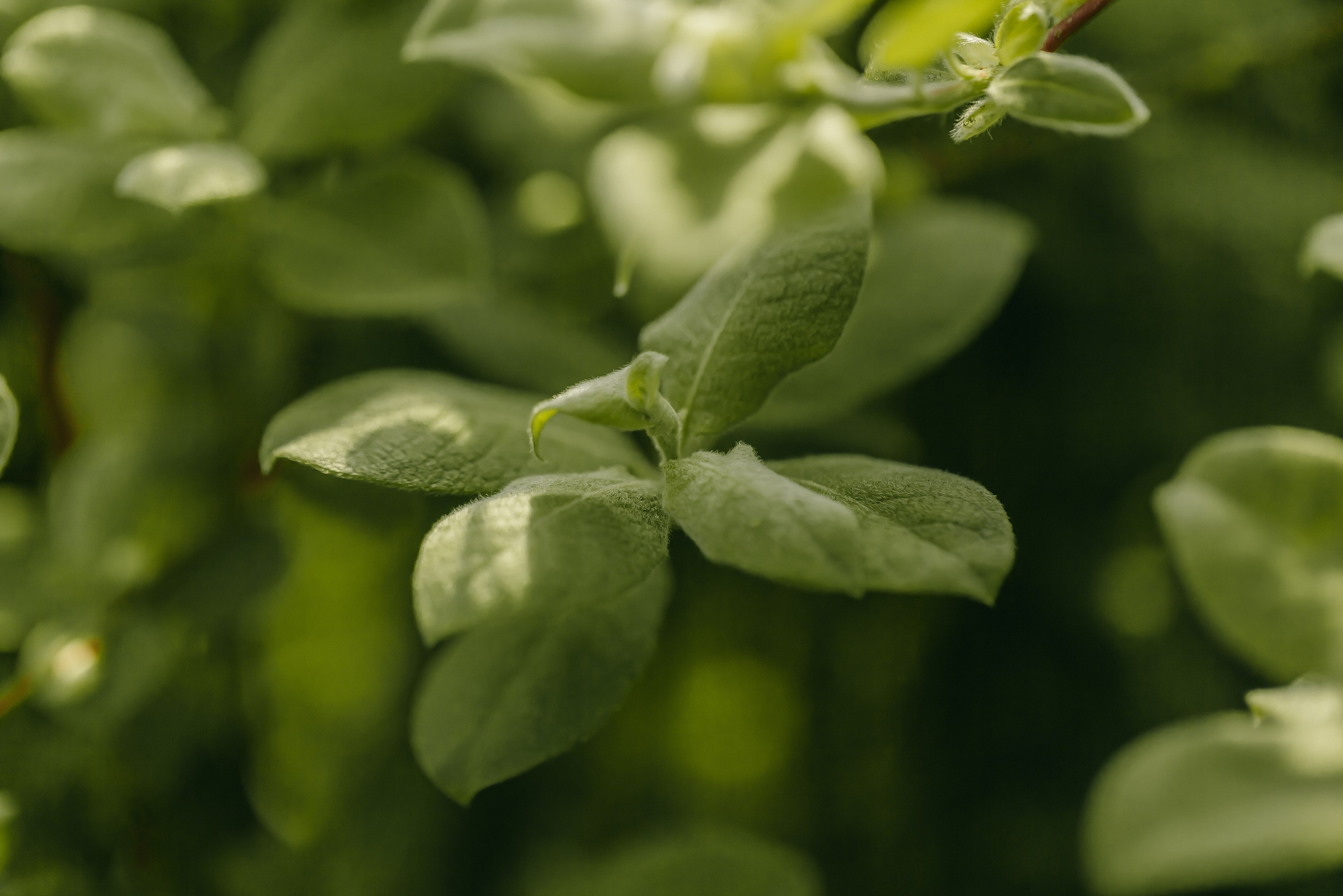 Фотосъемка для питомника растений «Алексеевская Дубрава» — кейс фотографа. Кристина Бирон — контент-креатор: Reels, фото/видео для бизнеса в СПб и Москве + AI-контент по РФ