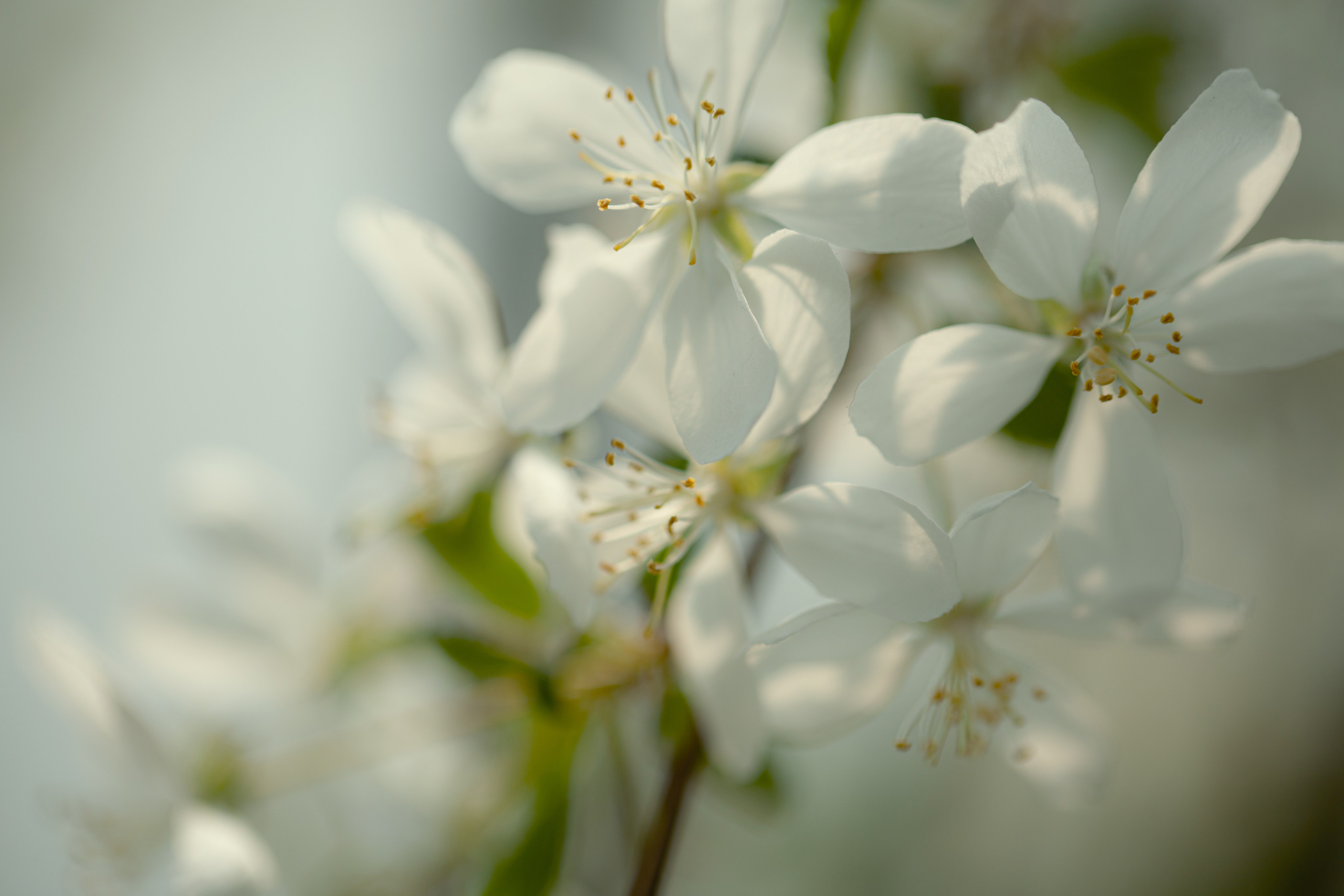 Фотосъемка для питомника растений «Алексеевская Дубрава» — кейс фотографа. Кристина Бирон — контент-креатор: Reels, фото/видео для бизнеса в СПб и Москве + AI-контент по РФ
