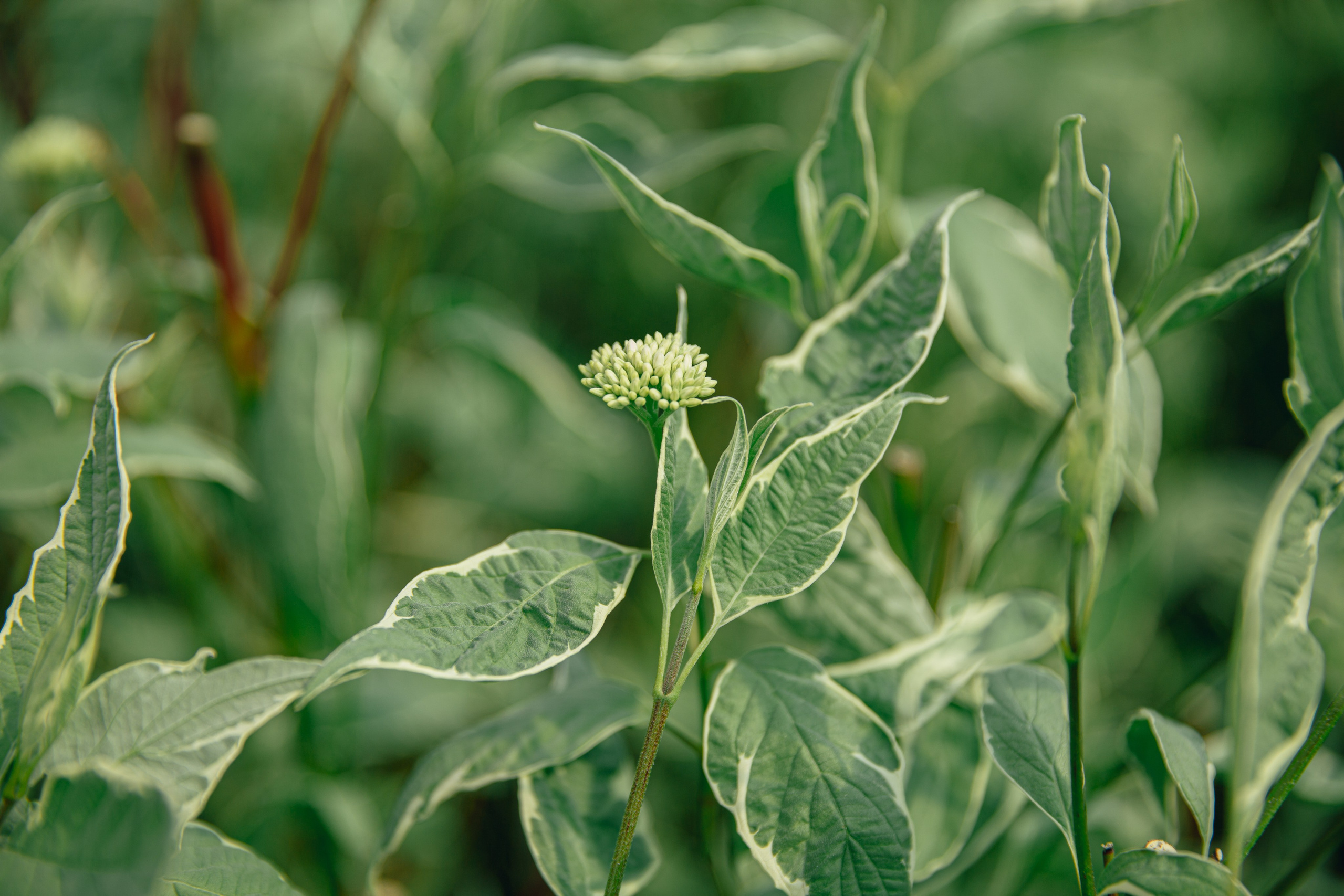 Фотосъемка для питомника растений «Алексеевская Дубрава» — кейс фотографа. Кристина Бирон — контент-креатор: Reels, фото/видео для бизнеса в СПб и Москве + AI-контент по РФ