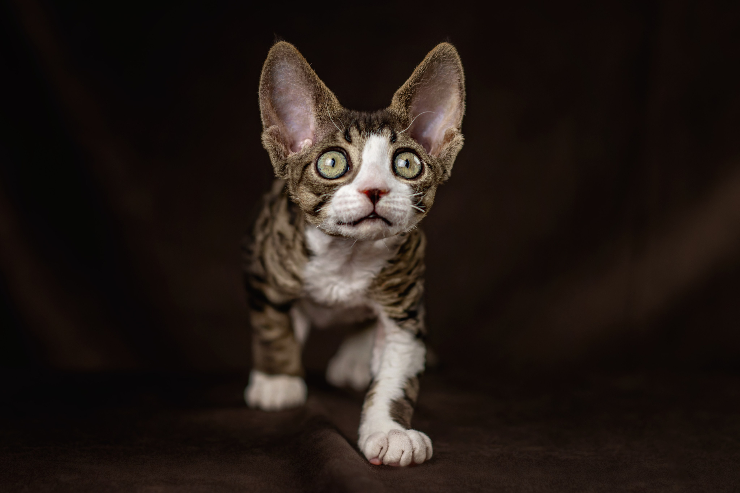 Стоимость фотосъемки кошки. Фотограф-анималист Юлия Зубкова