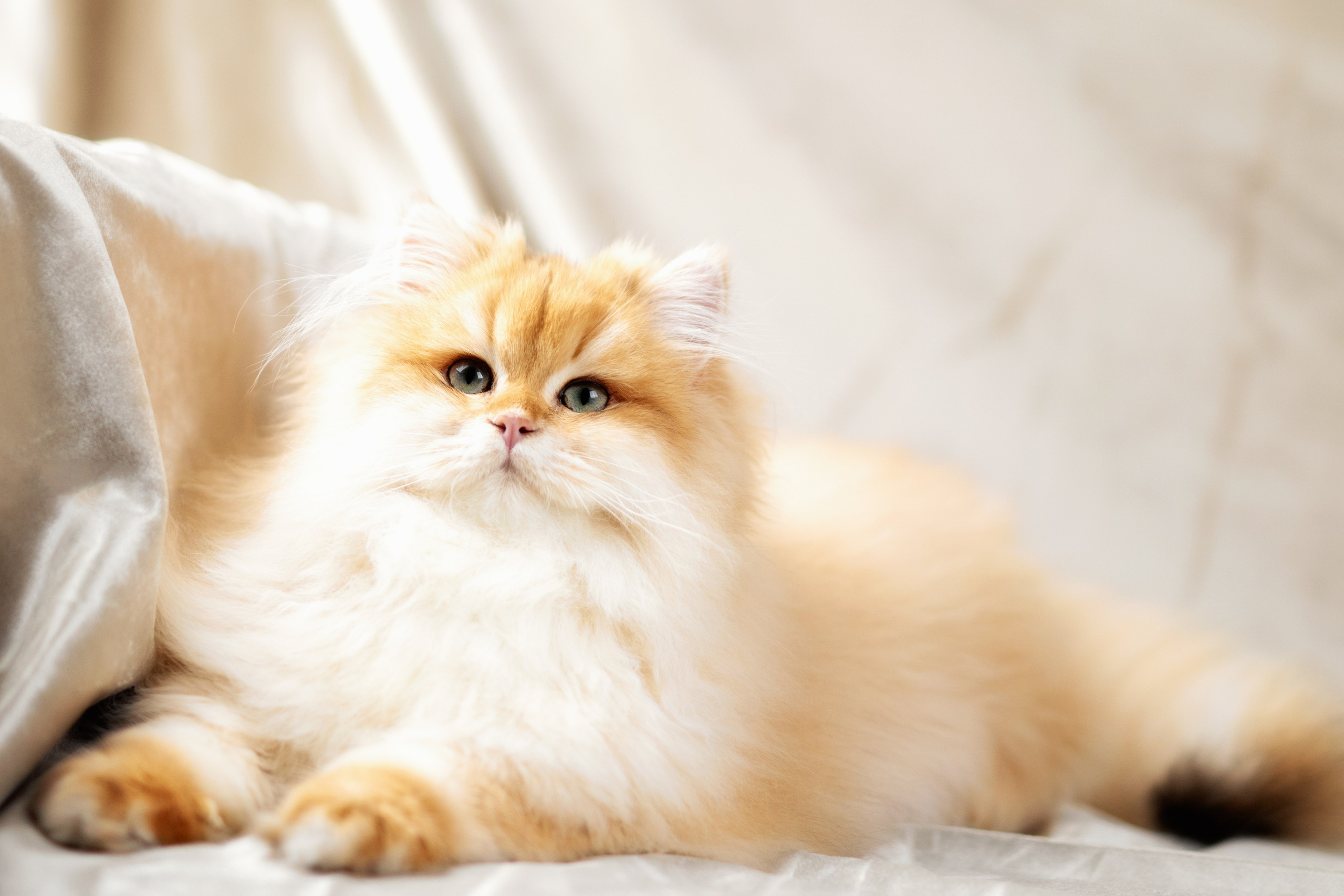 Стоимость фотосъемки кошки. Фотограф-анималист Юлия Зубкова