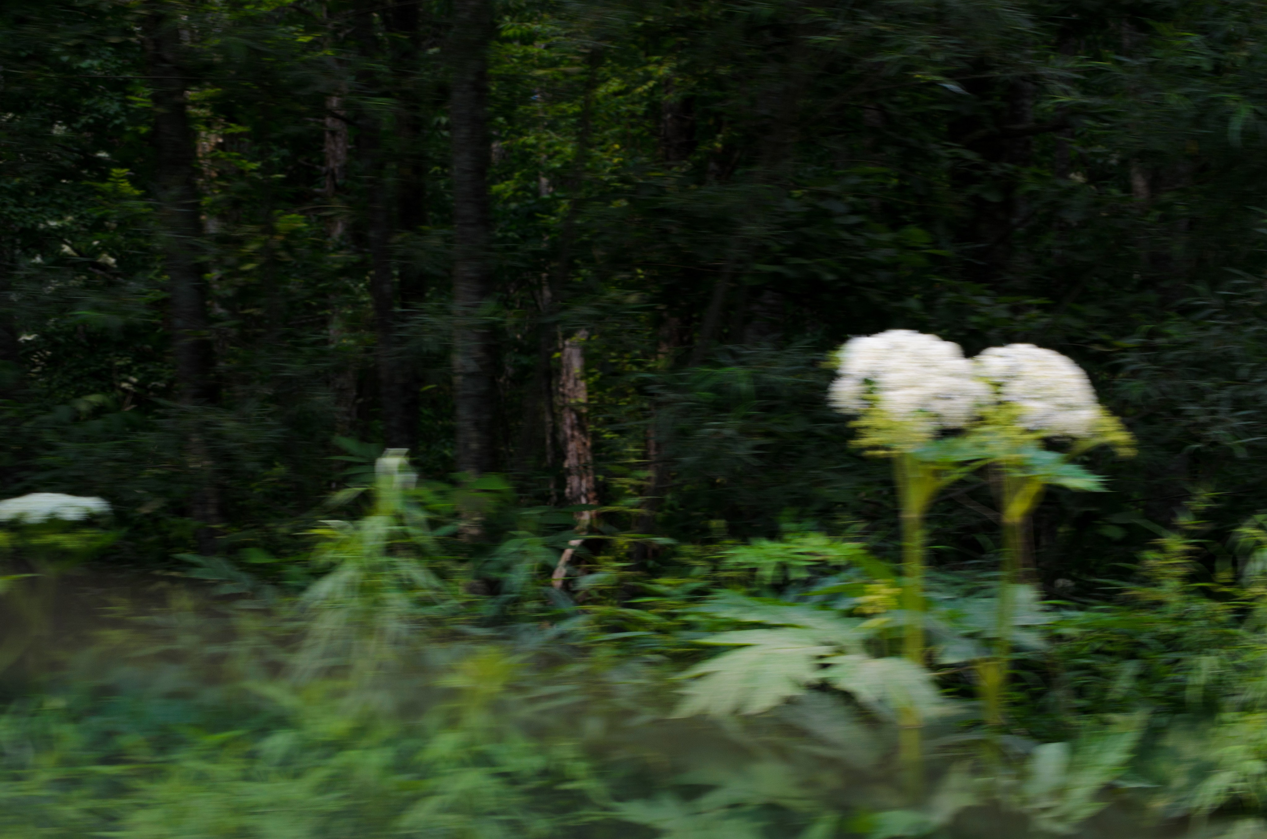 Удэгейша. Колентеева Наталья/фотограф