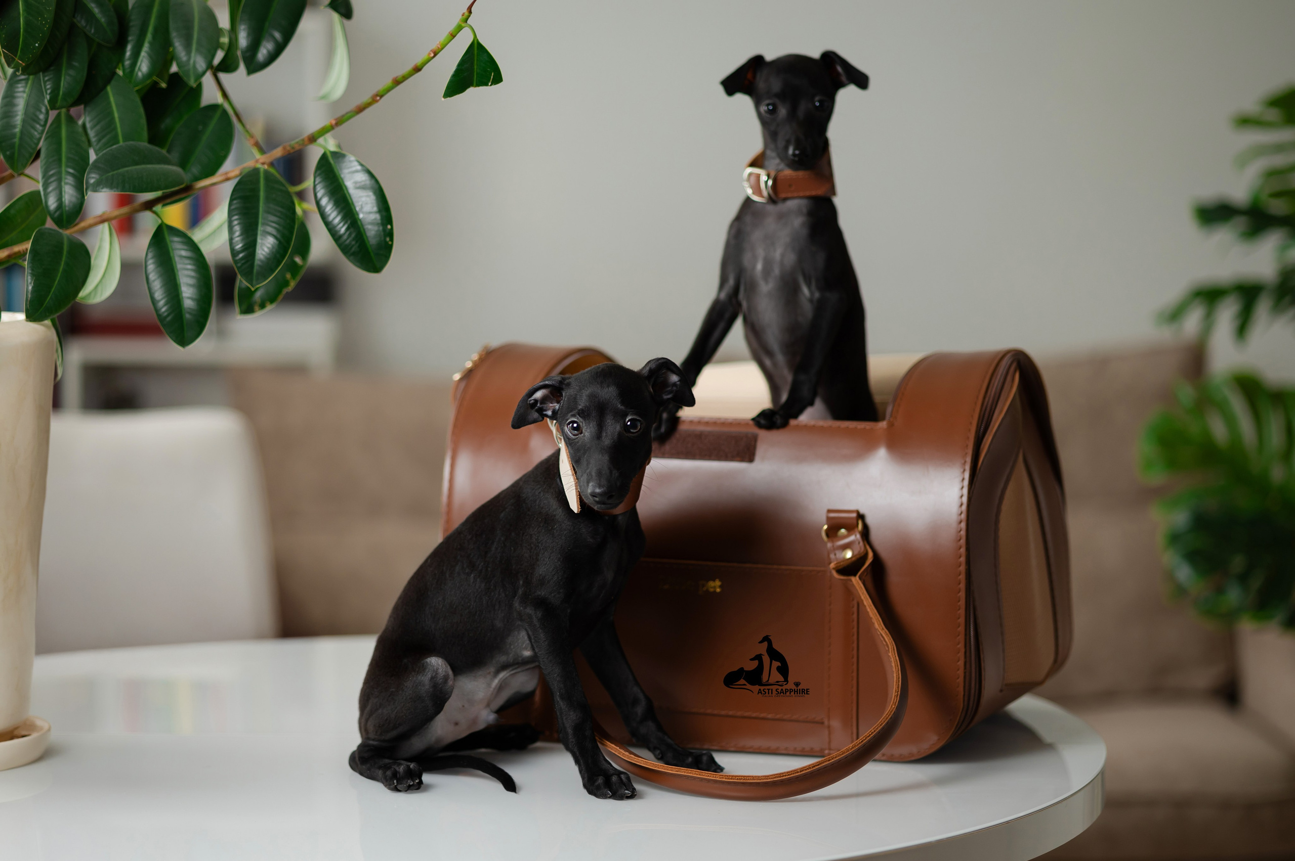 Online store. Professional Italian Greyhound Kennel RKF/FCI ASTI SAPPHIRE 💎 Sochi|St. Petersburg