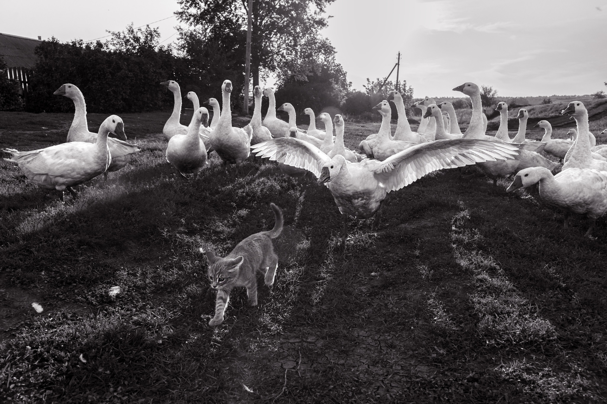 Portfolio Award 2026
