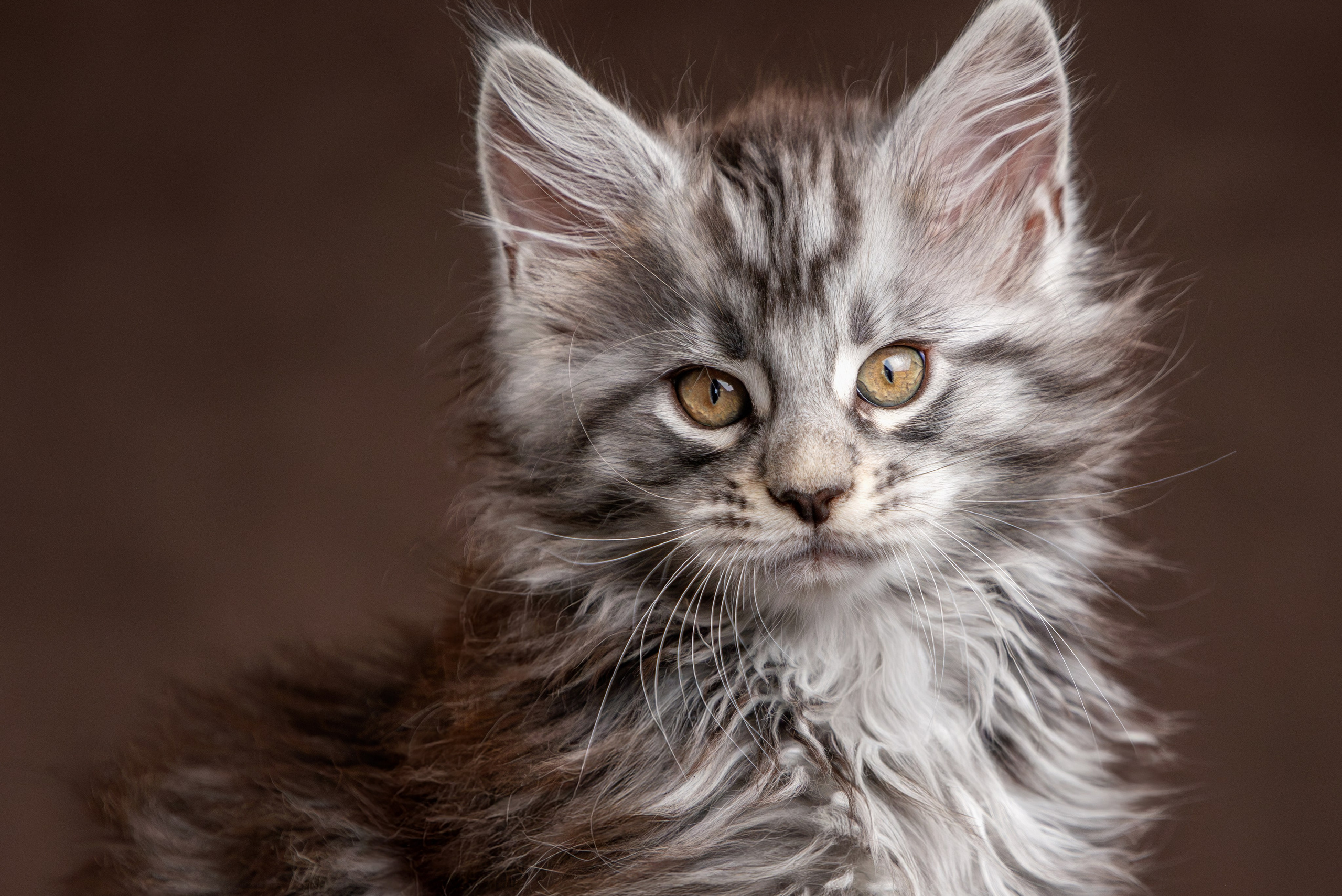 Стоимость фотосъемки кошки. Фотограф-анималист Юлия Зубкова